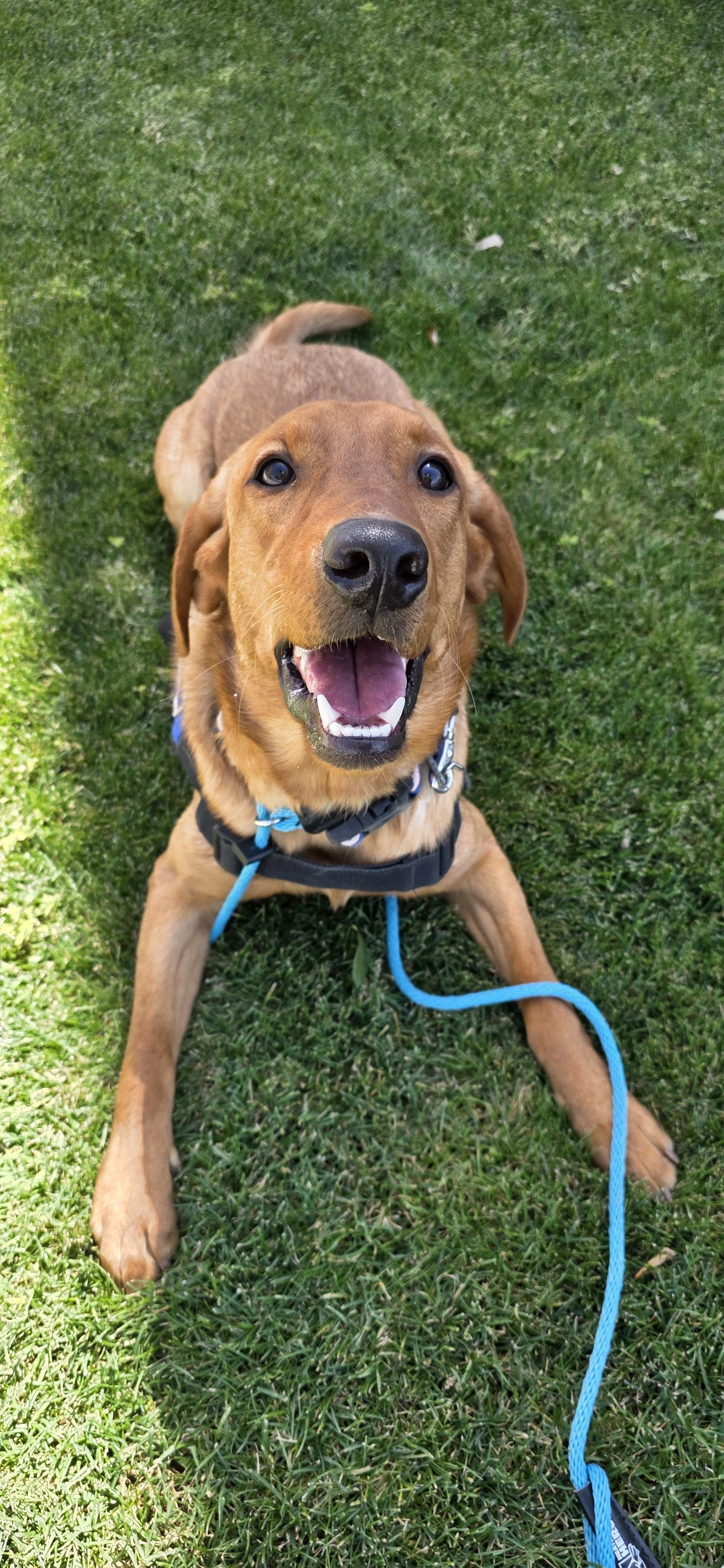 Ray - Male Labrador