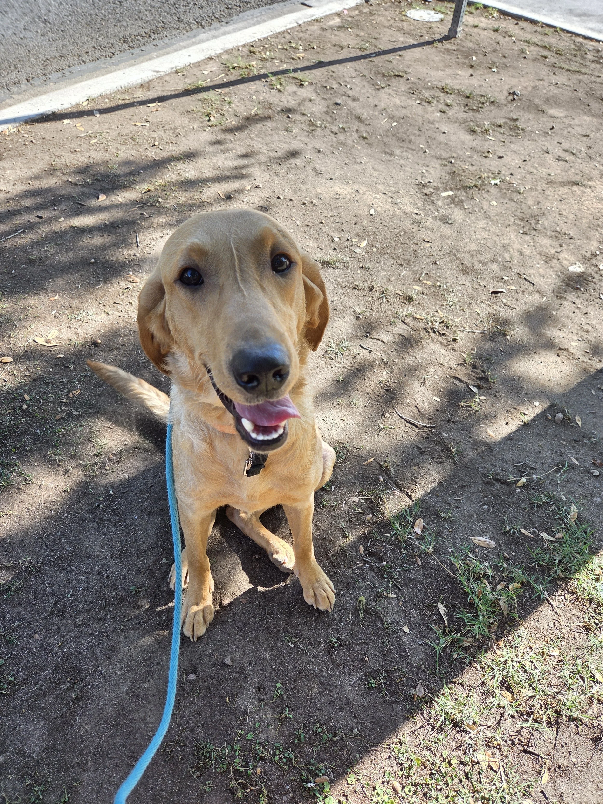 Joe-  Male Labrador