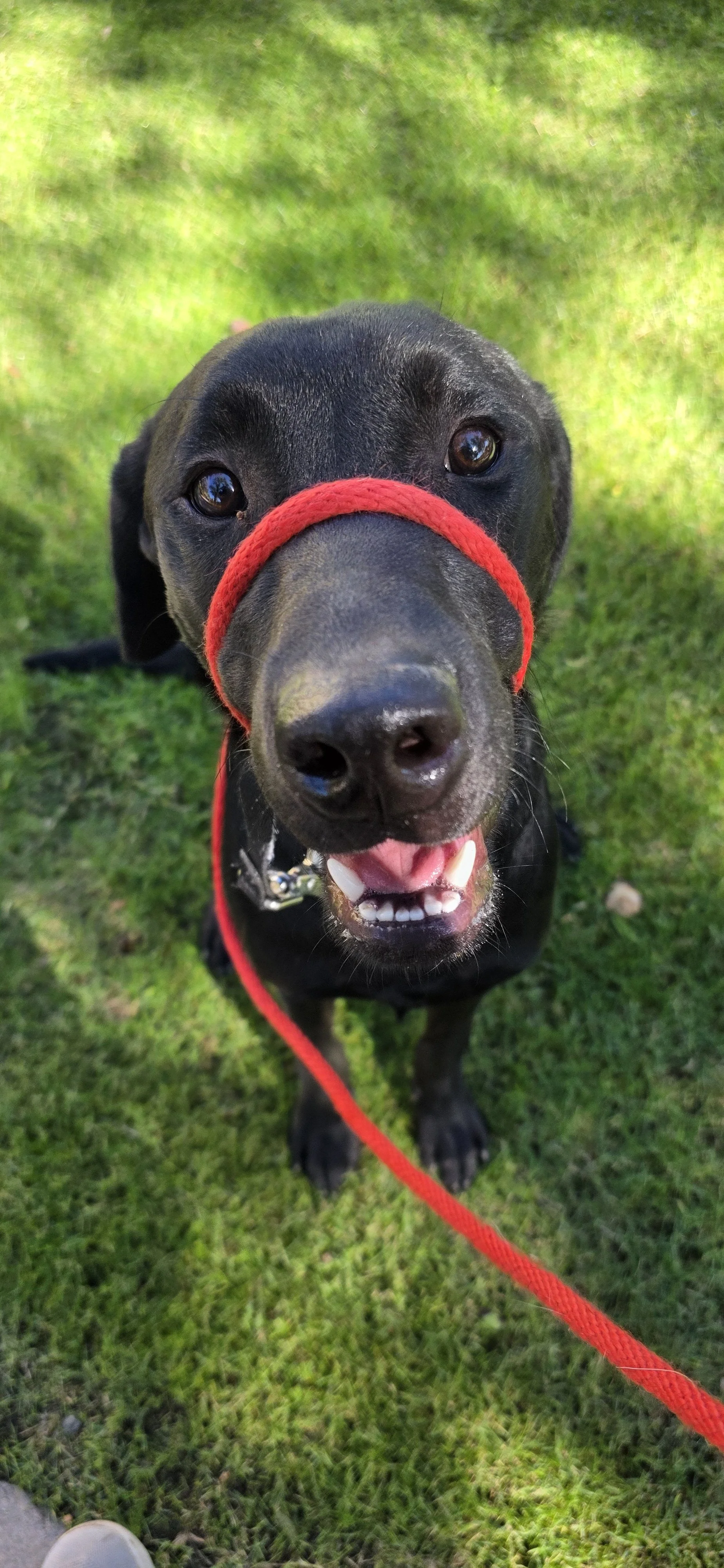 Ozzie - M Labrador