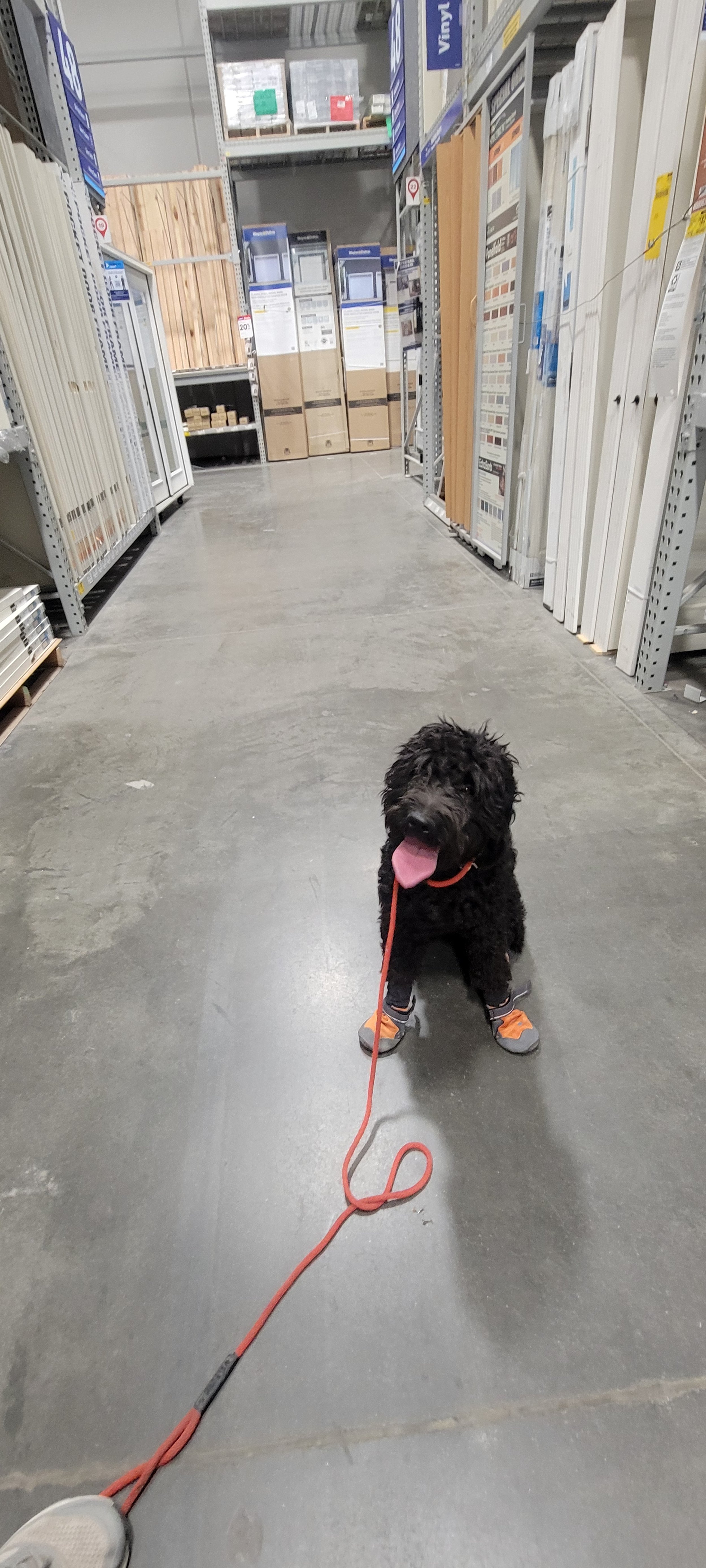 April - Female Goldendoodle