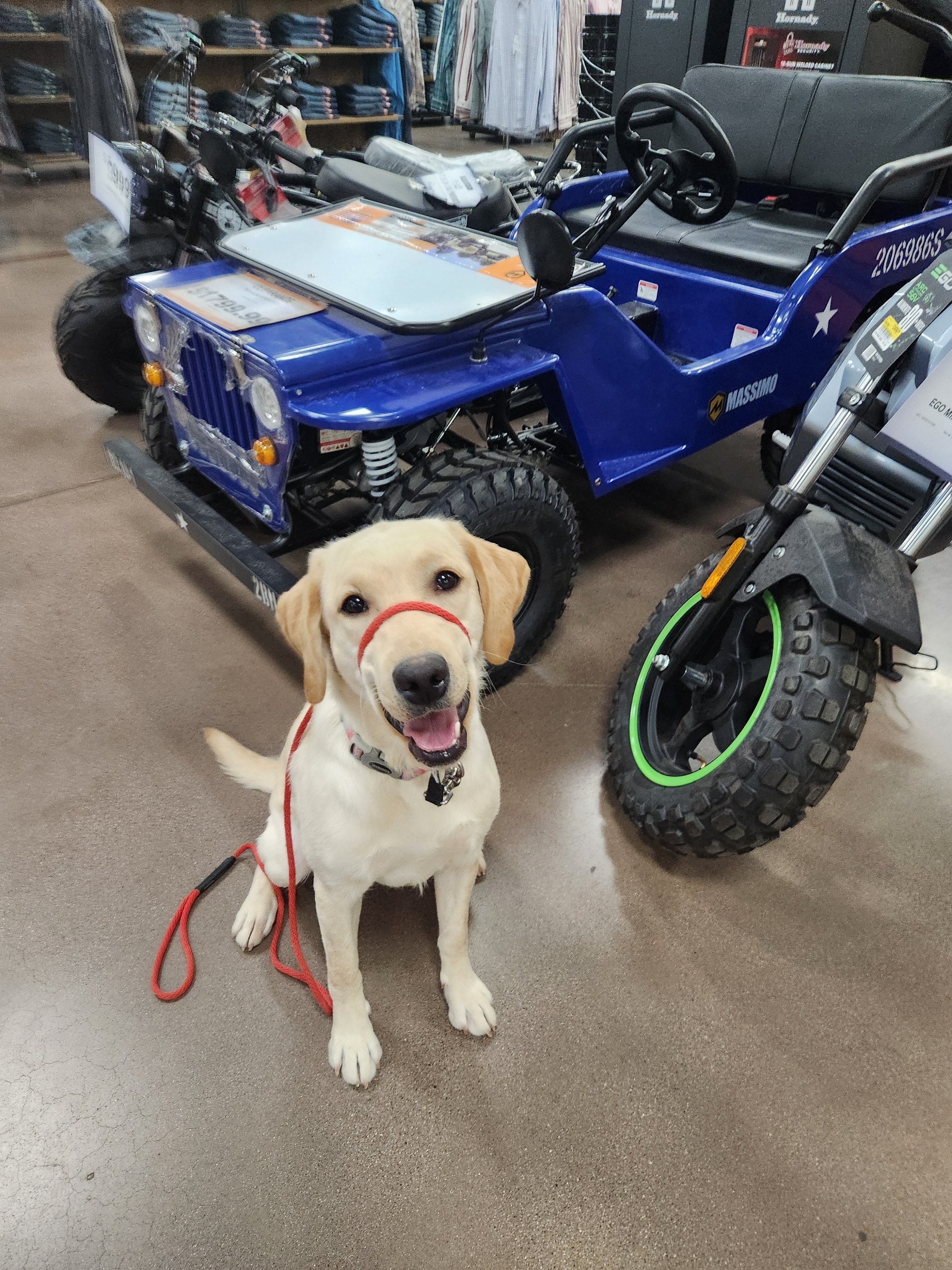 Emmy - F Labrador