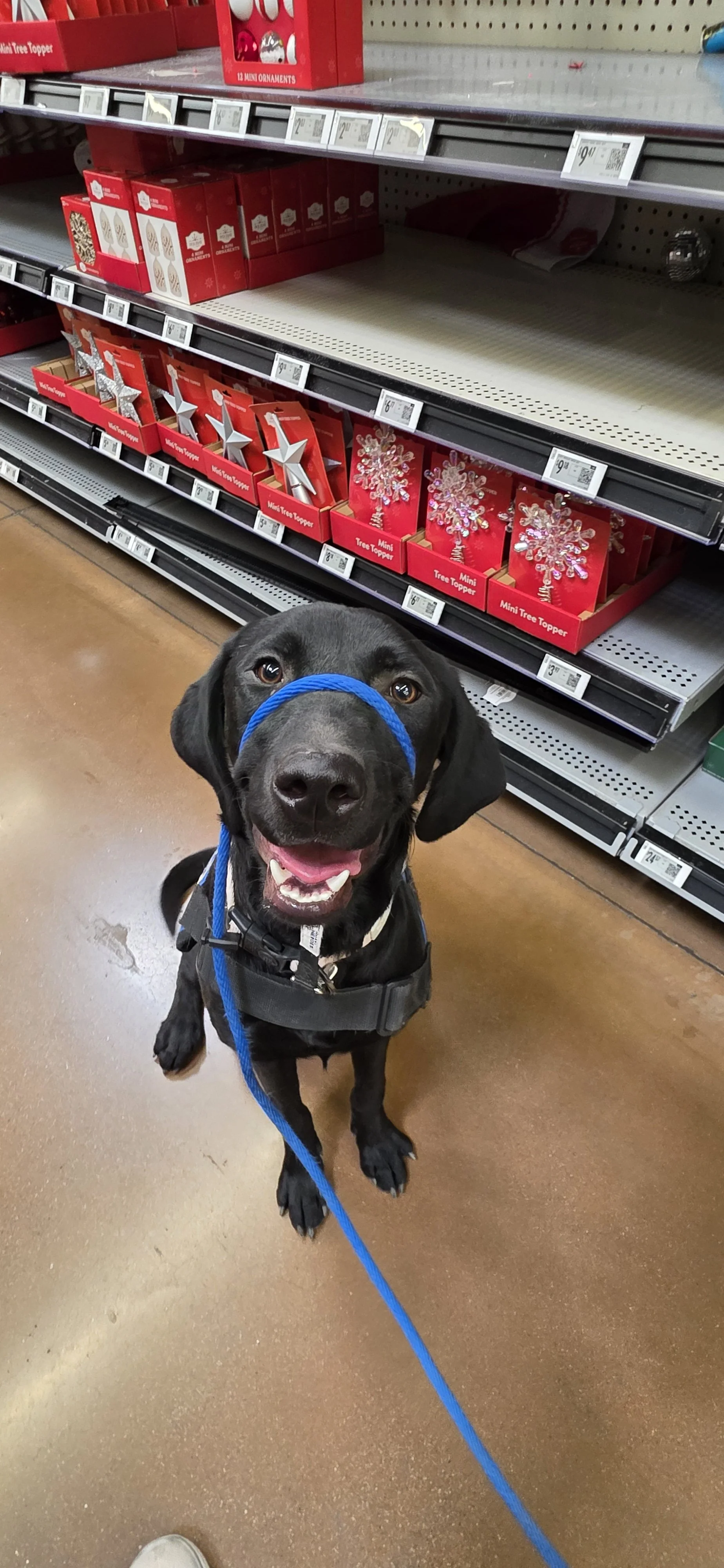Brook - F Labrador