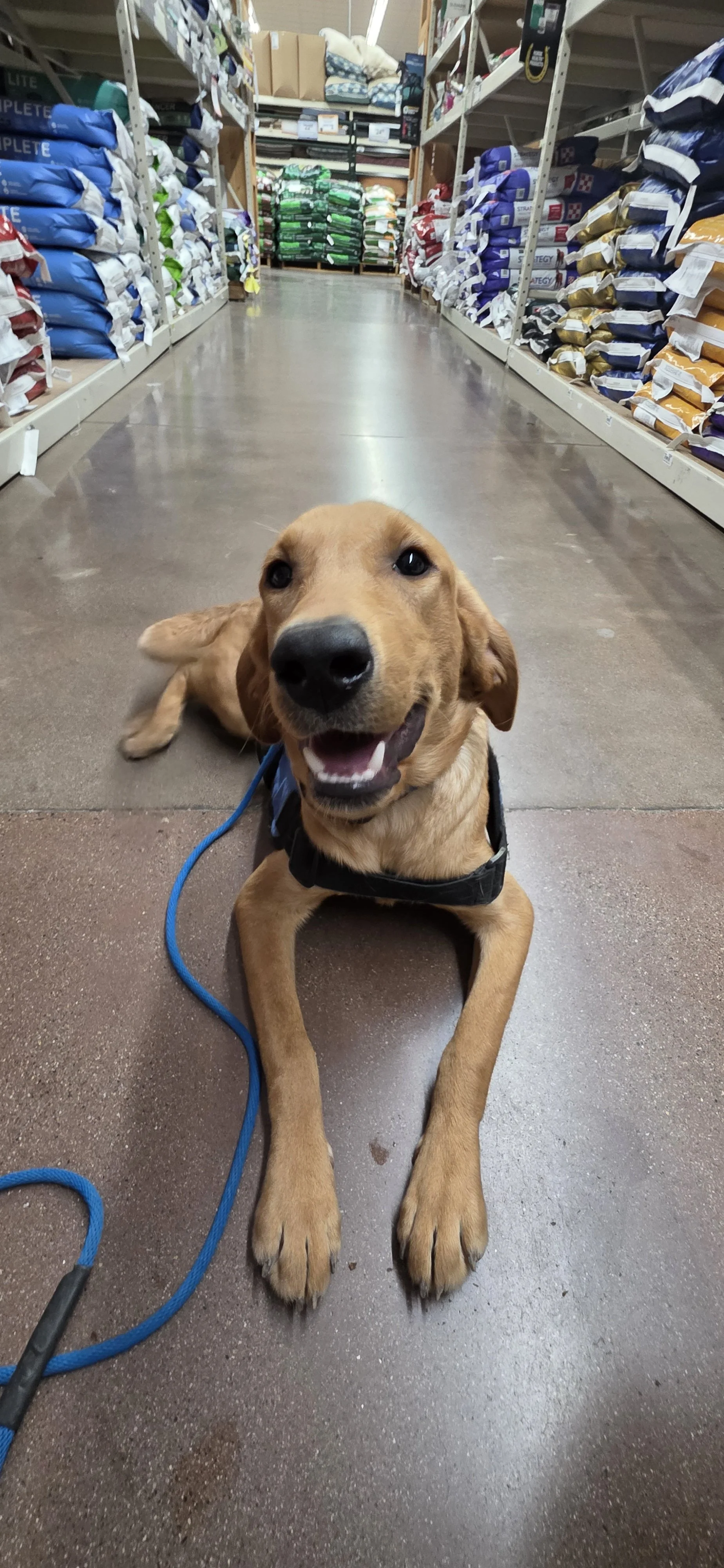 Ray - Male Labrador