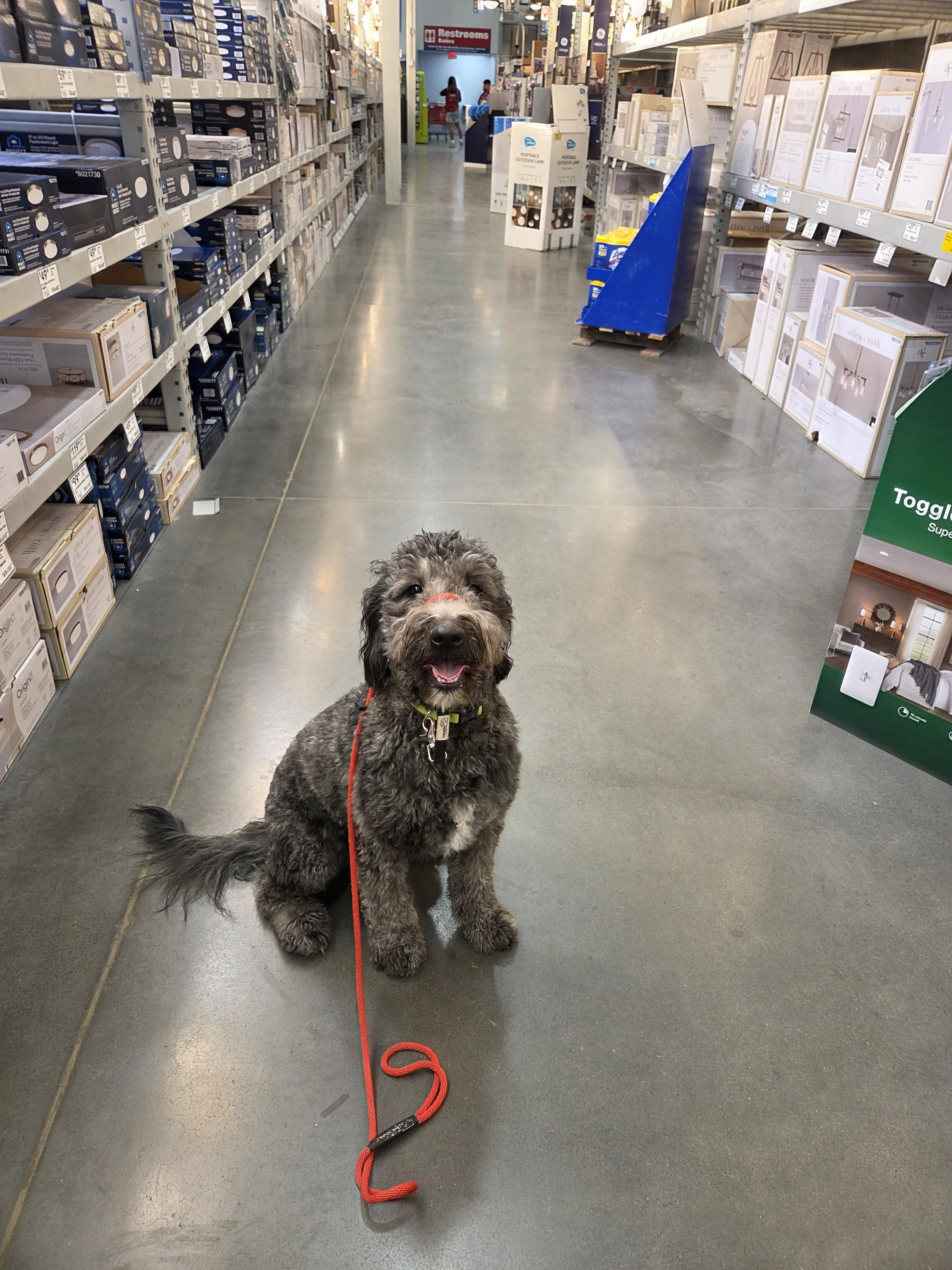 June F Goldendoodle 