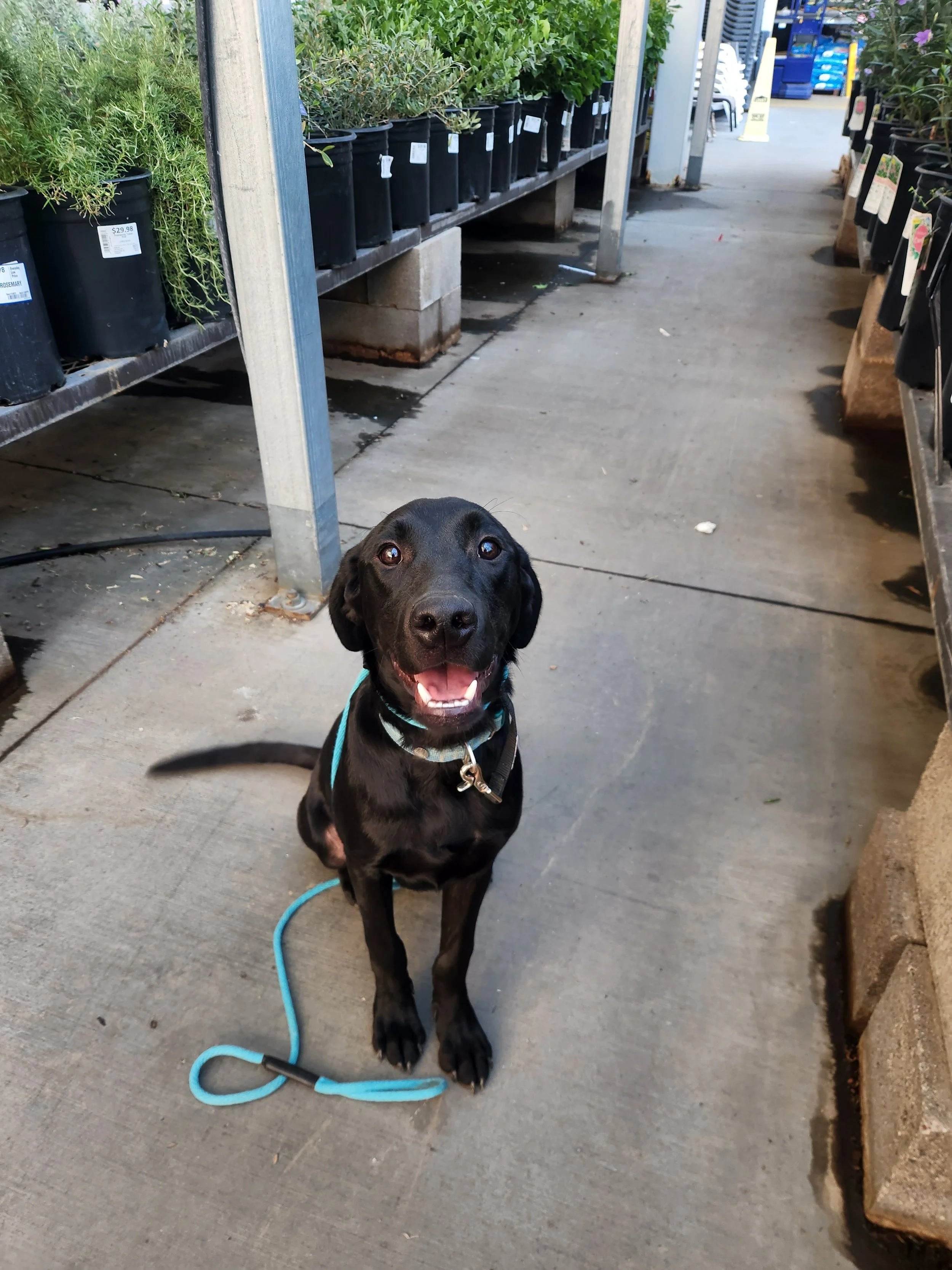 Ozzie - M Labrador