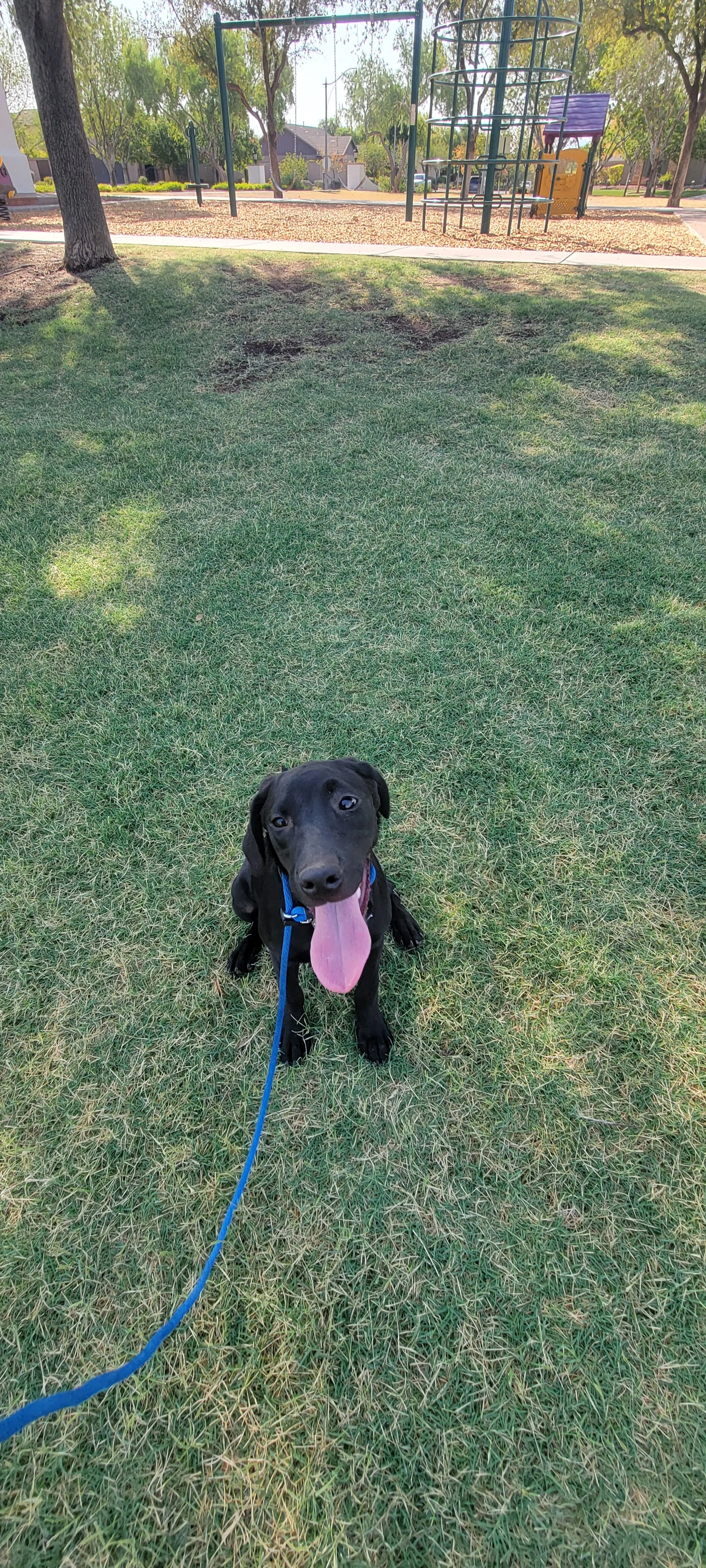 Suzie - Female Labrador