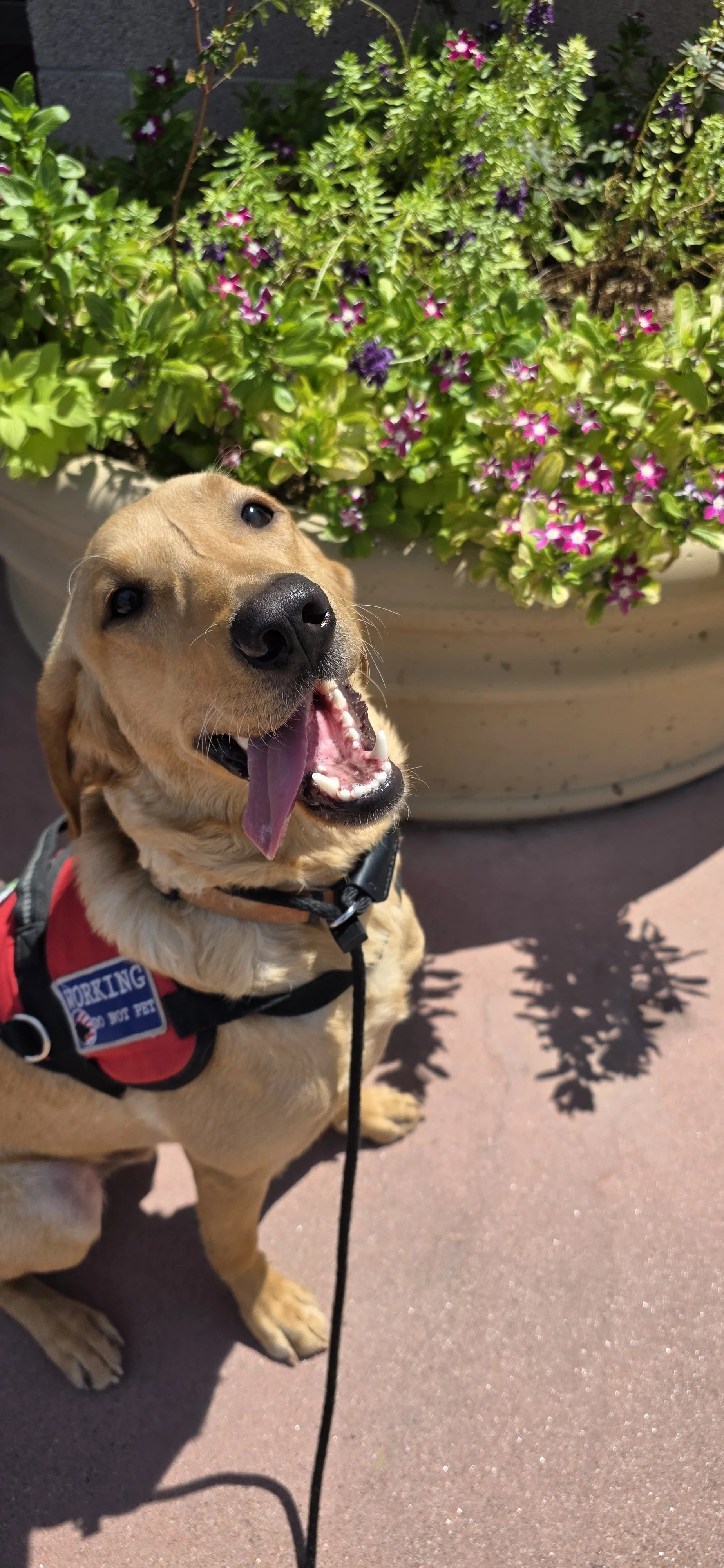 Joe-  Male Labrador