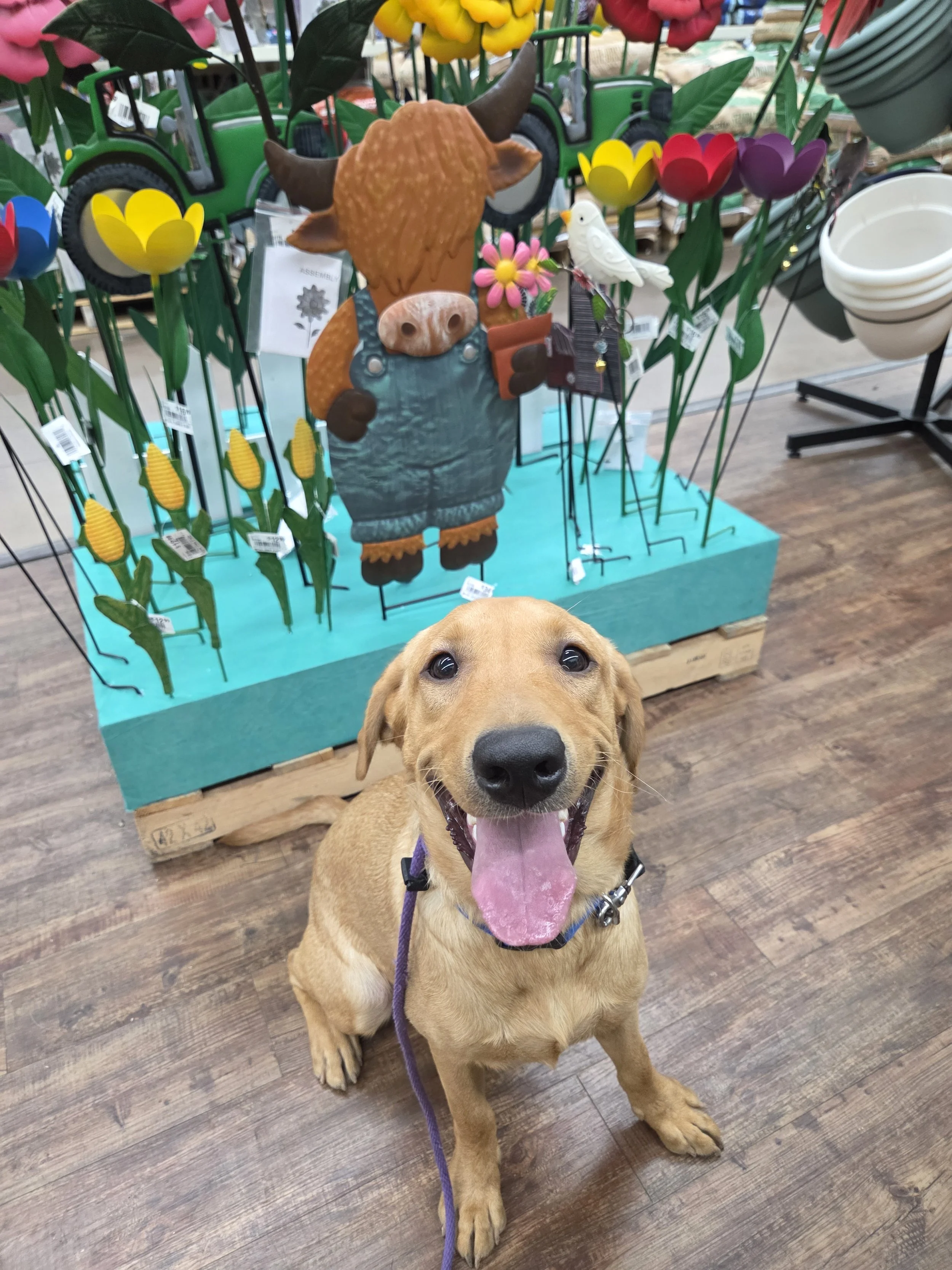 Ranger - M Labrador