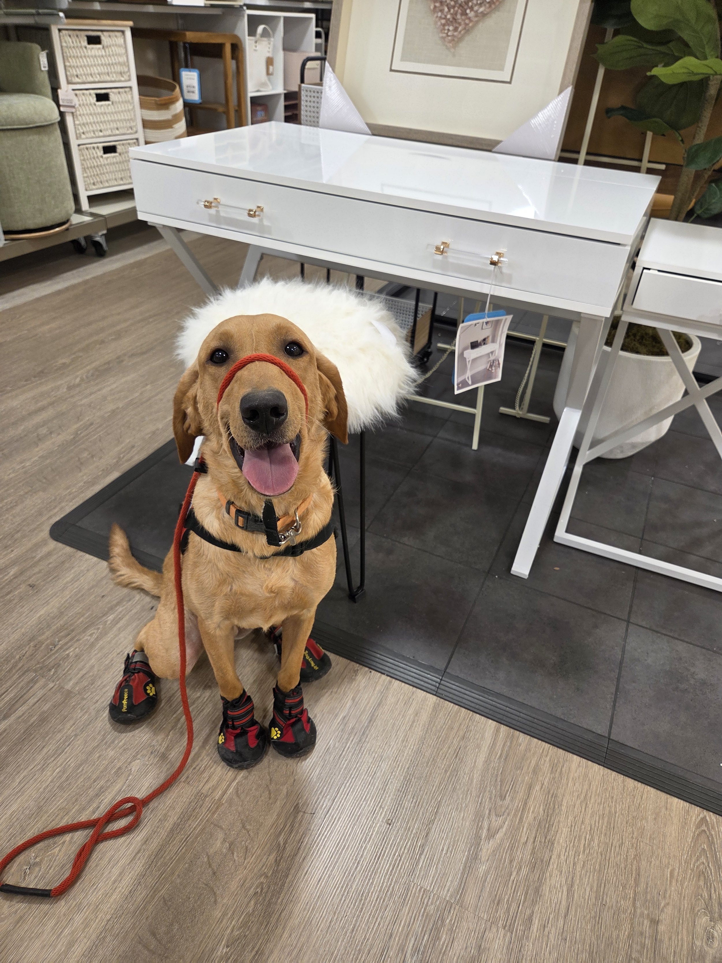 Joe-  Male Labrador