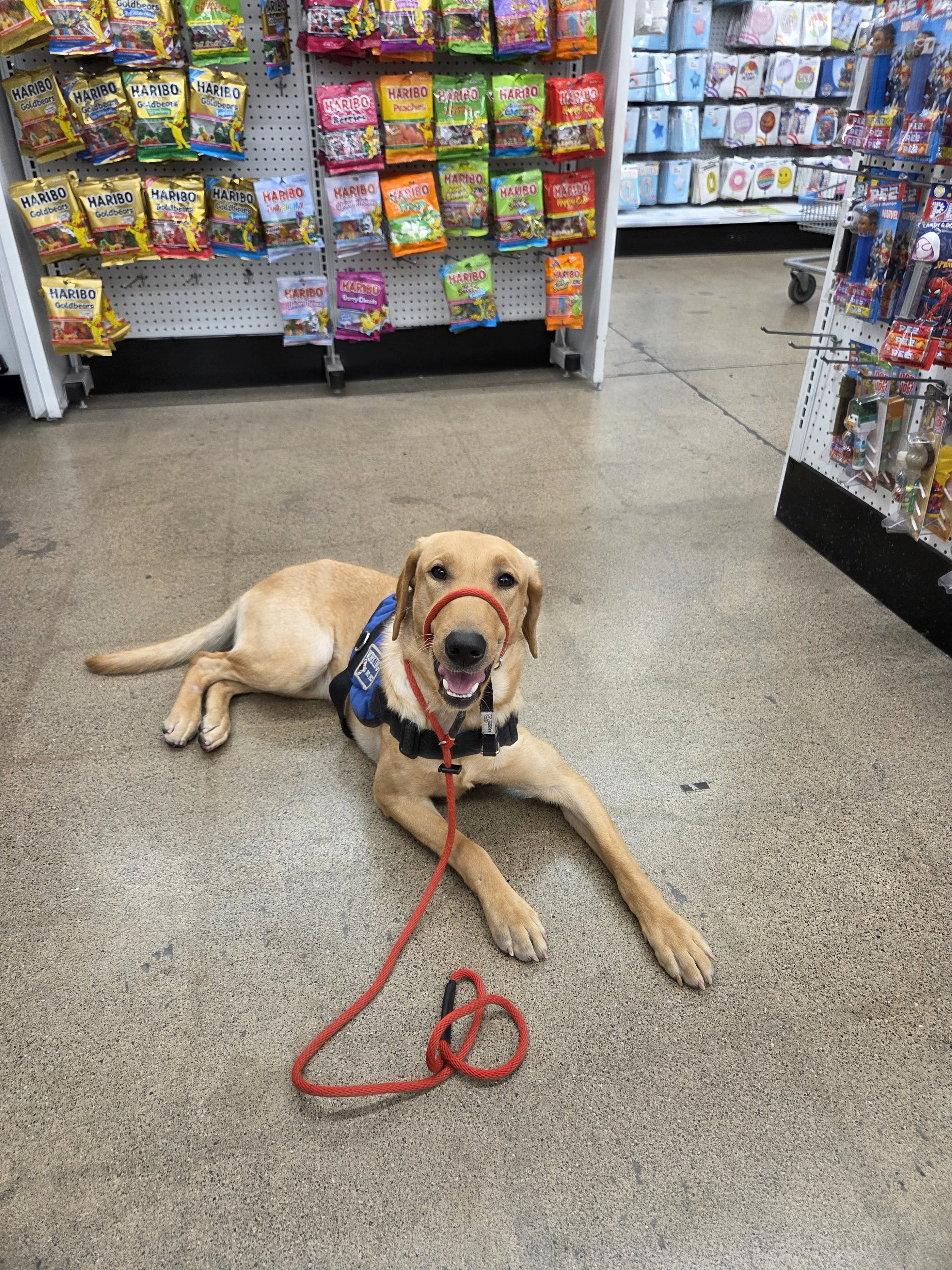 Buddy - Male Labrador