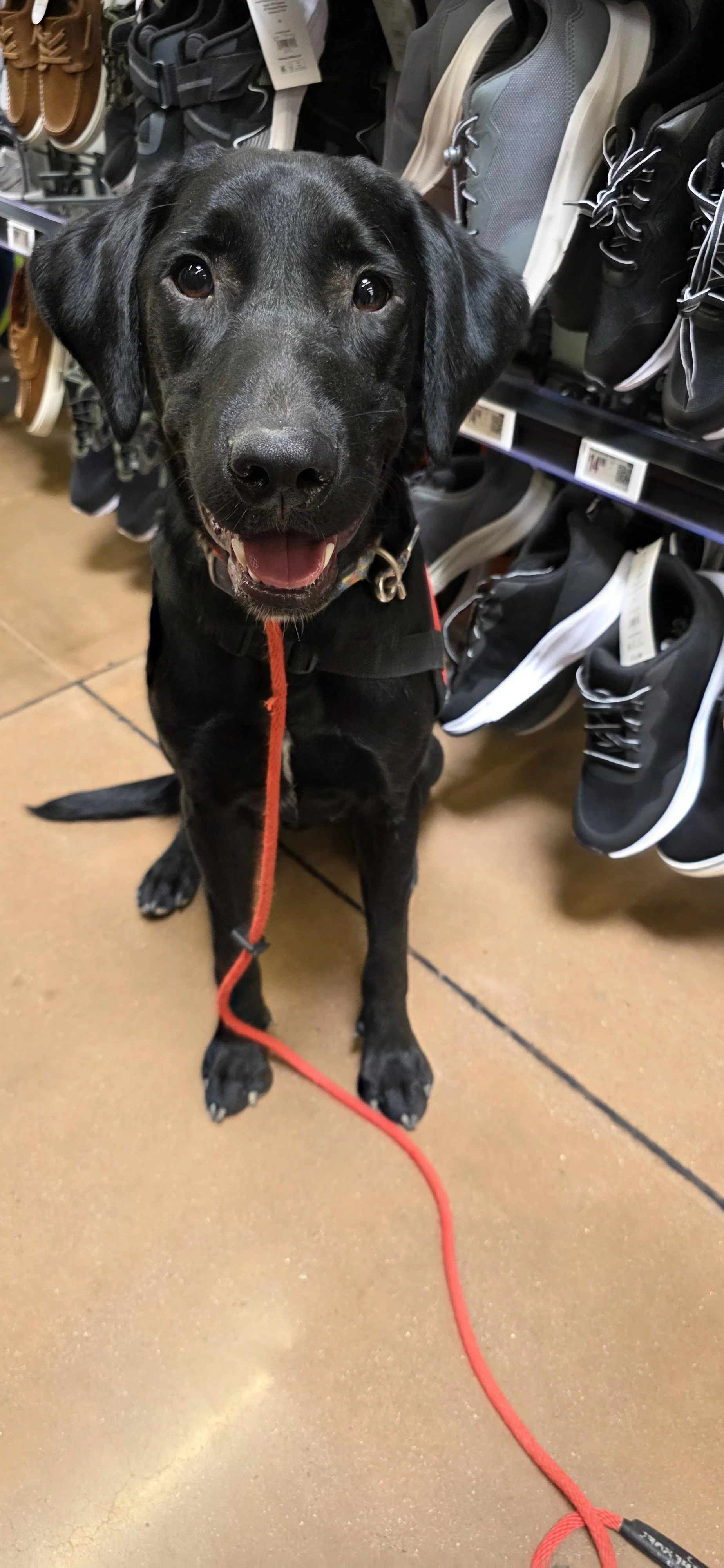 Austin - M Labrador