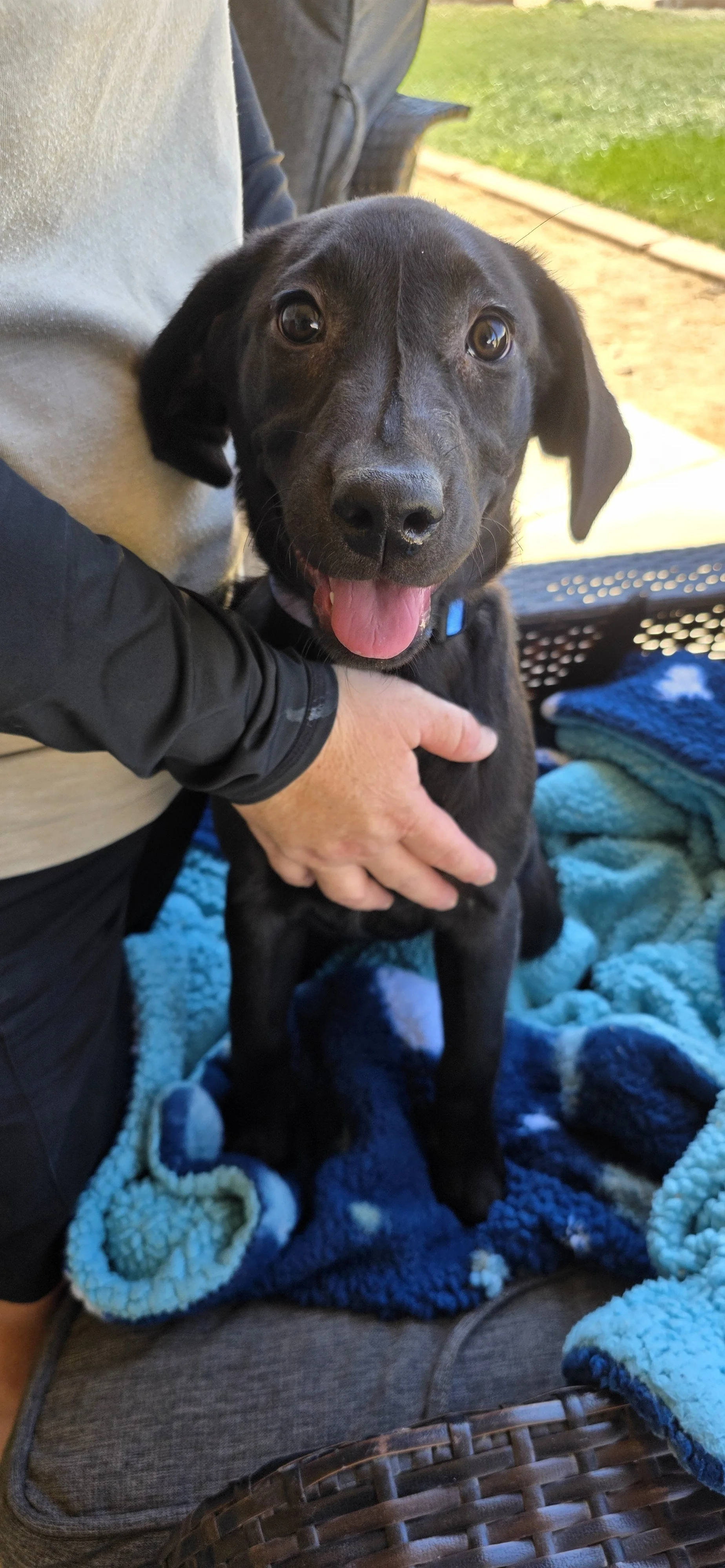 Suzie - Female Labrador