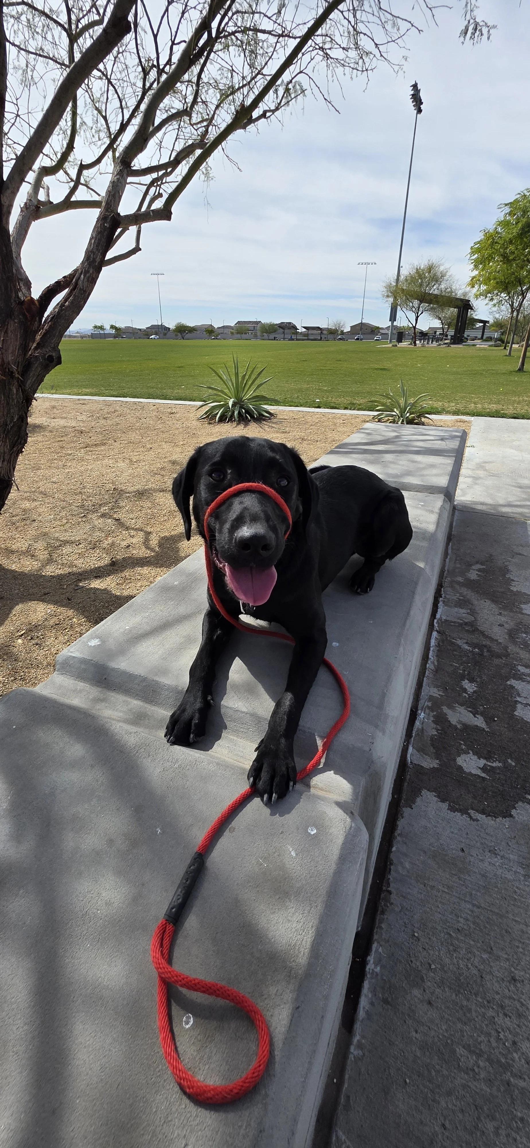 Austin - M Labrador