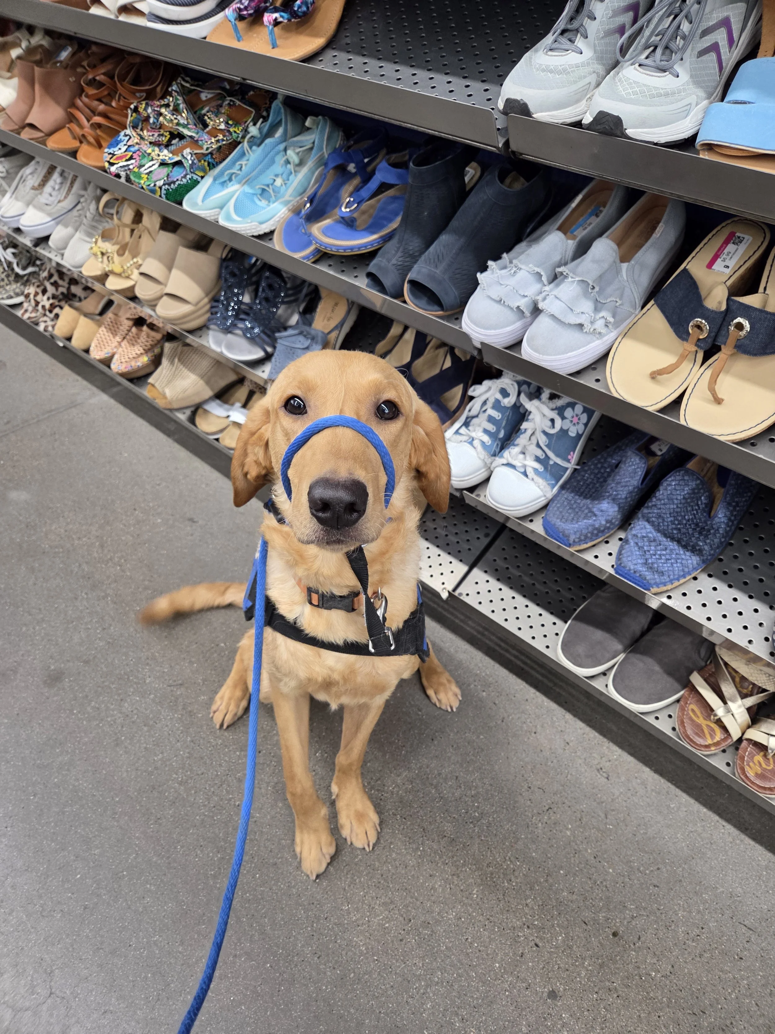 Joe-  Male Labrador