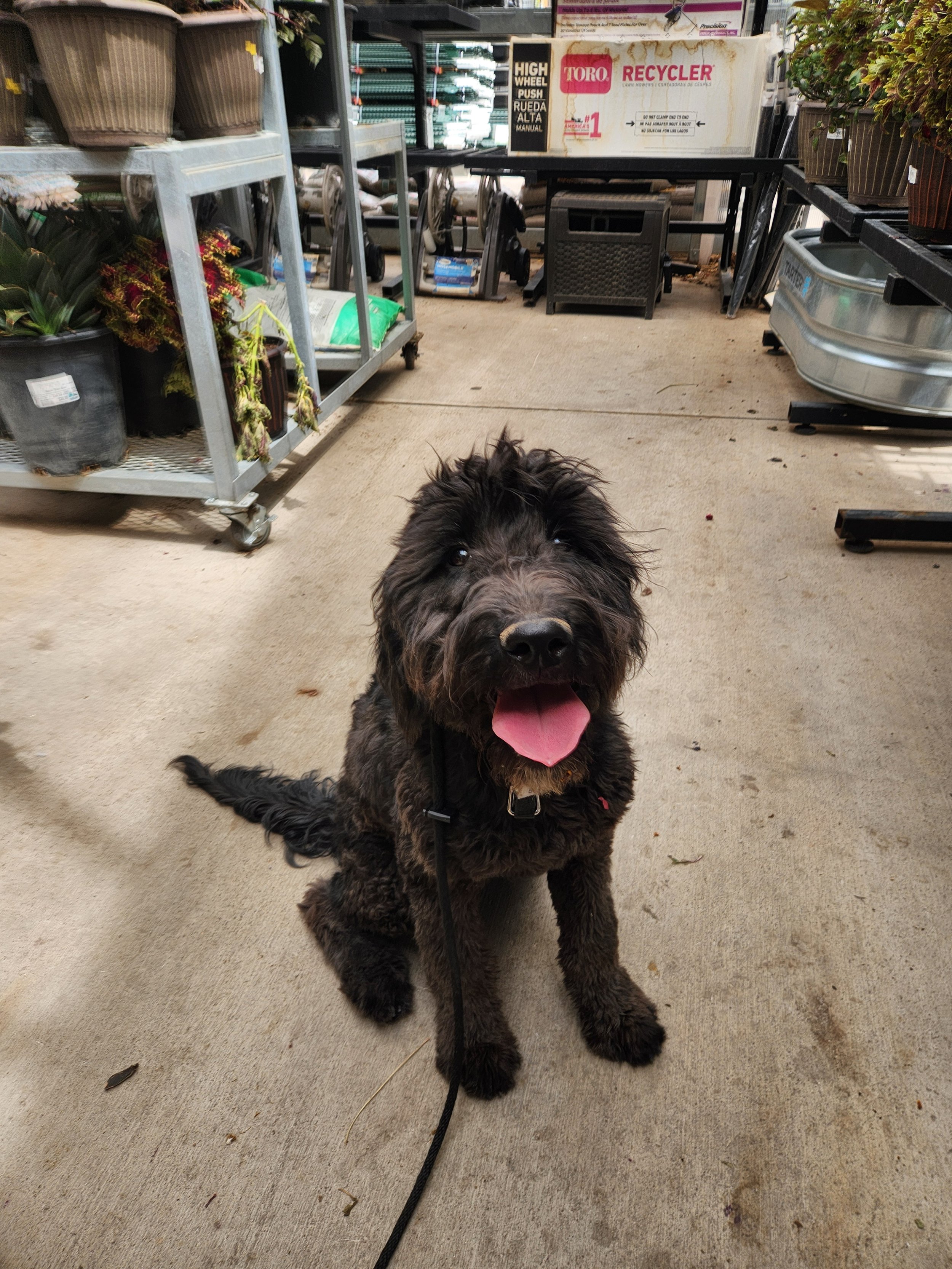 May - Female Goldendoodle