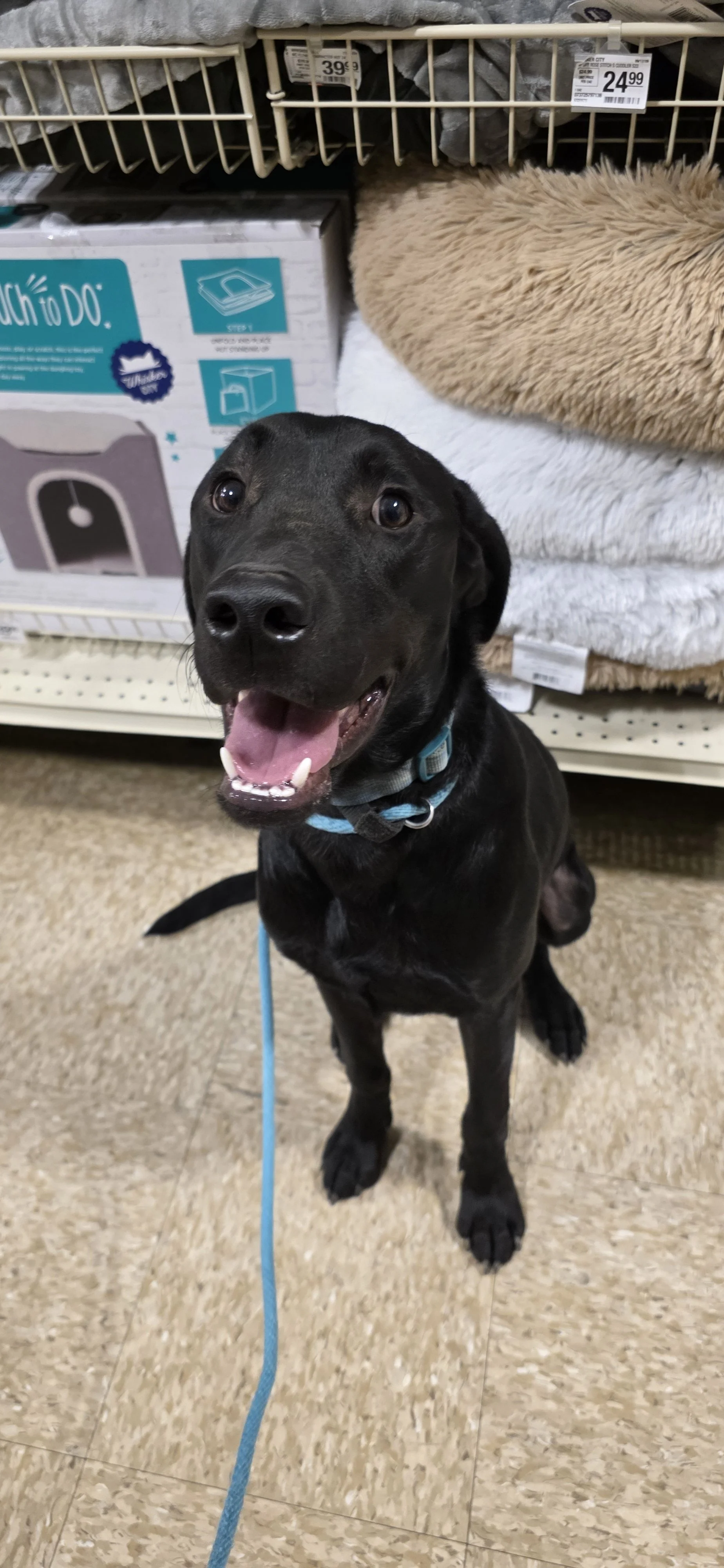 Ozzie - M Labrador