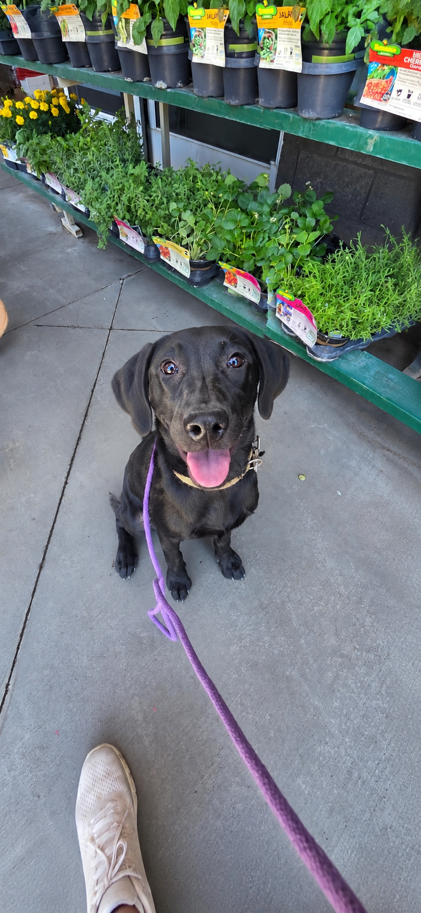 Suzie Q - Female Labrador
