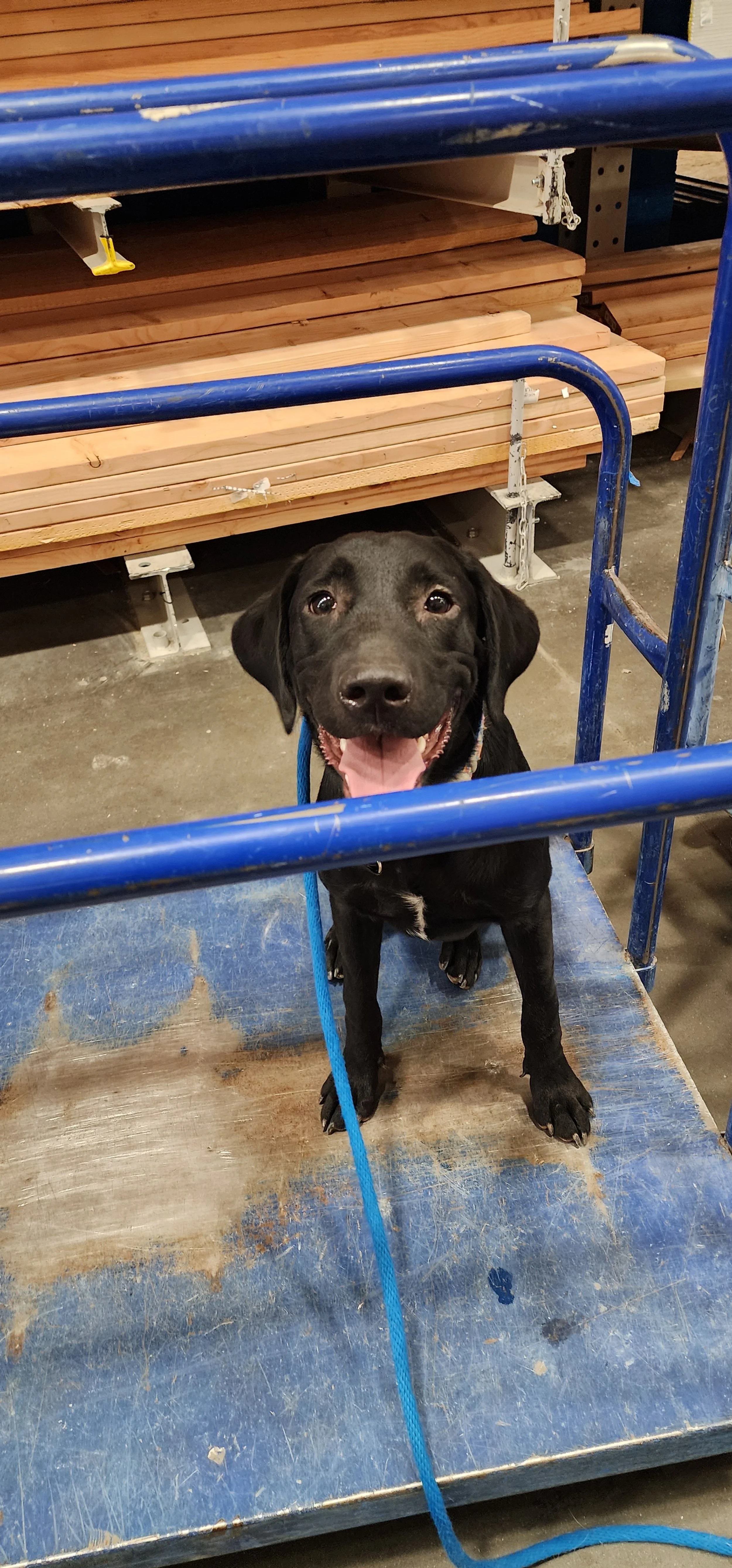 Austin - M Labrador