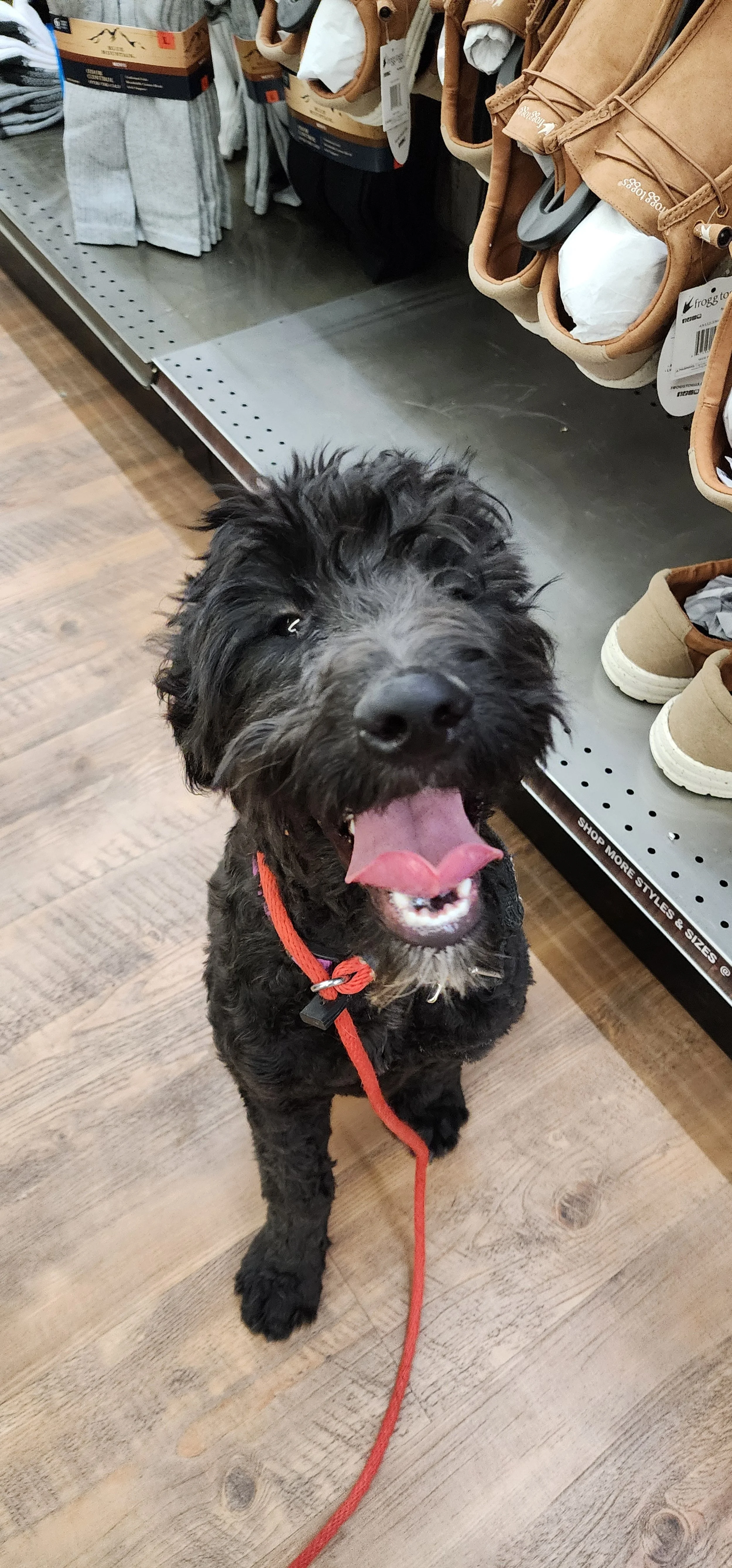 April - Female Goldendoodle