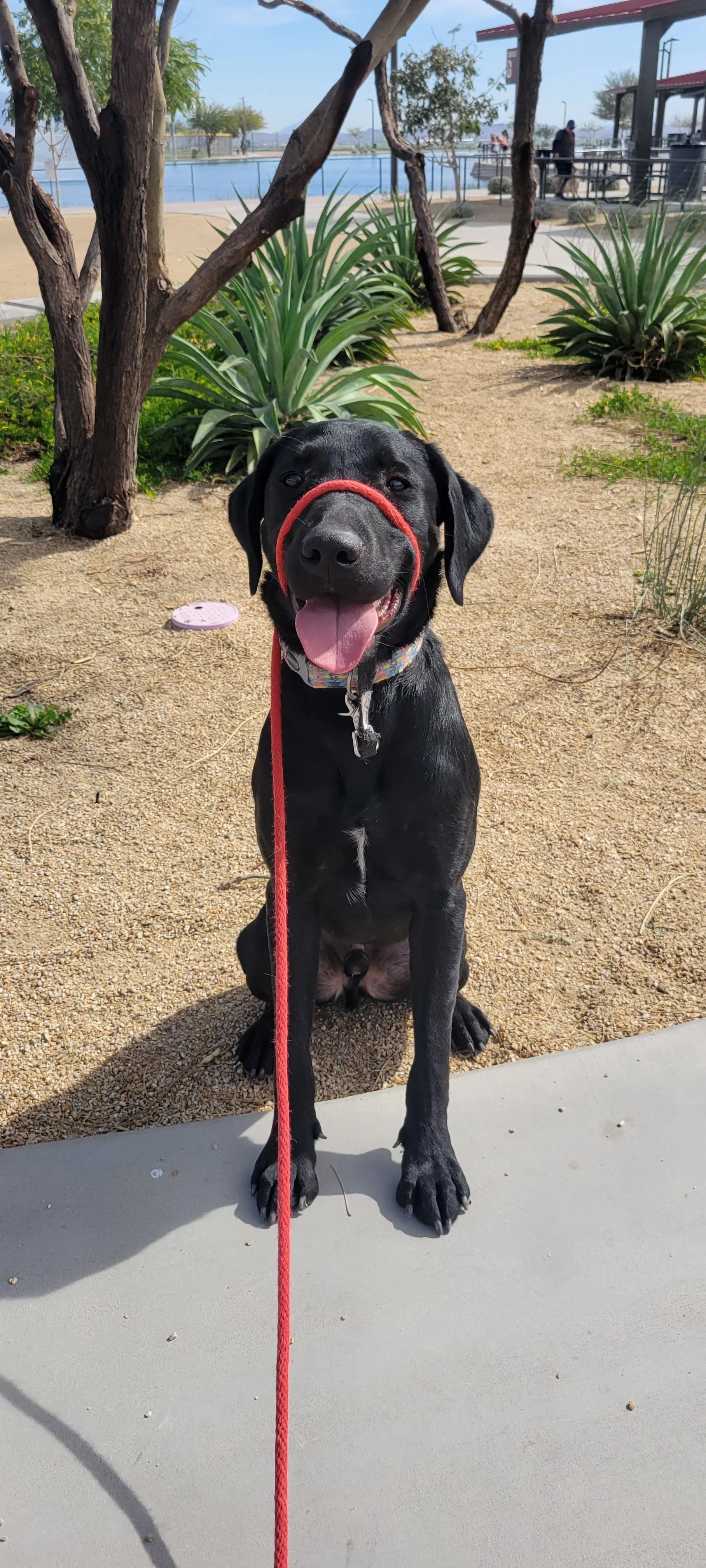 Austin - M Labrador