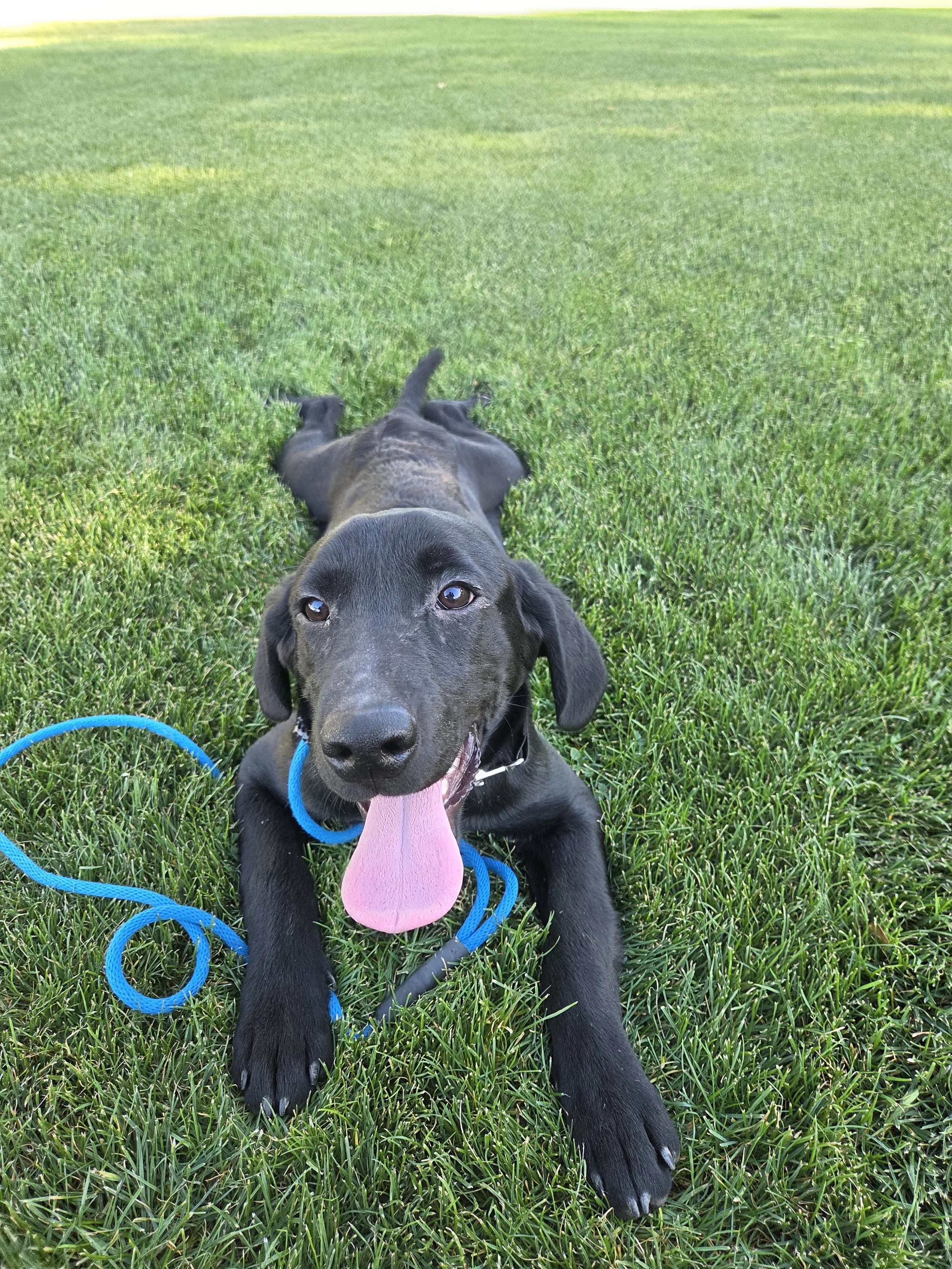 Oakley M Labrador