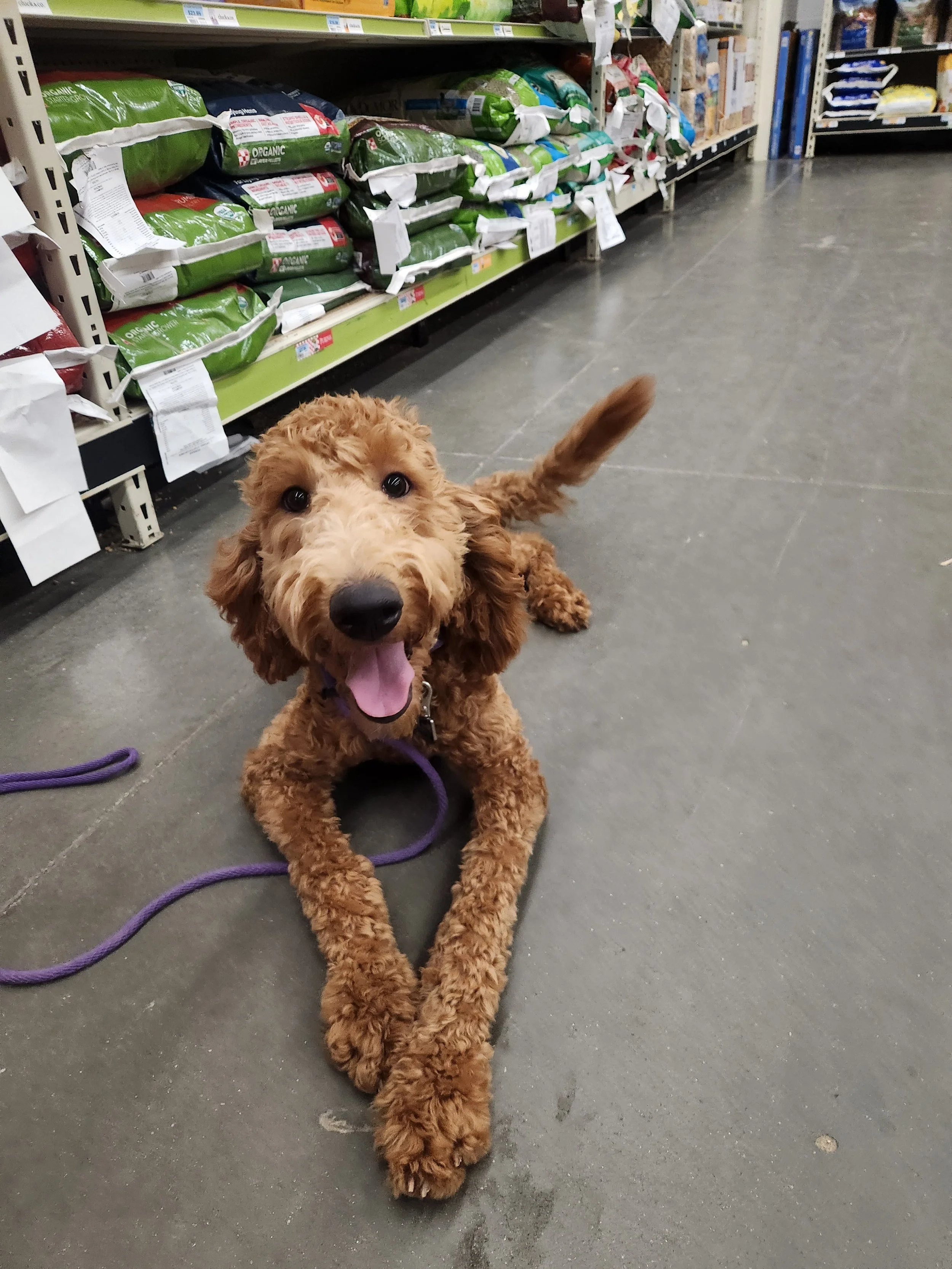 Brandy - F Goldendoodle