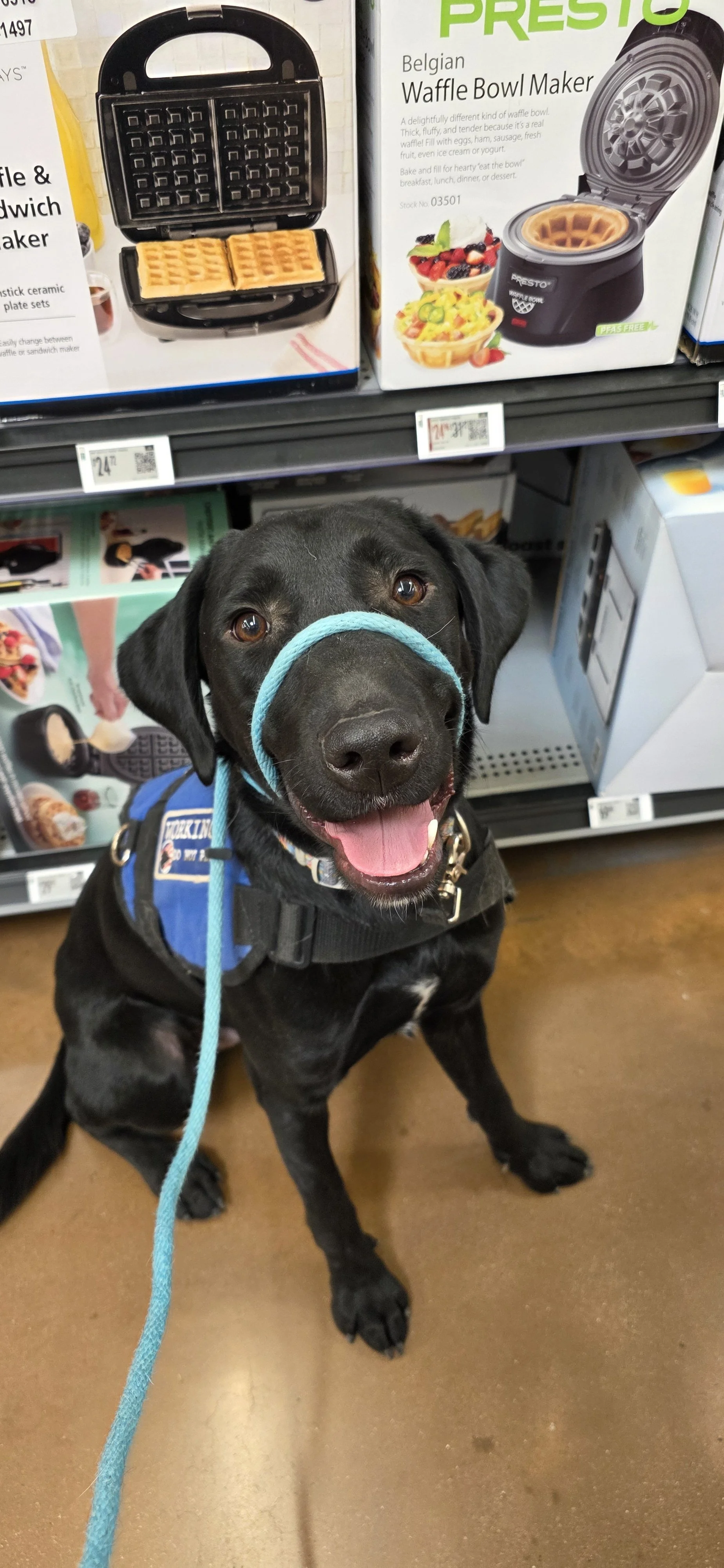 Austin - M Labrador