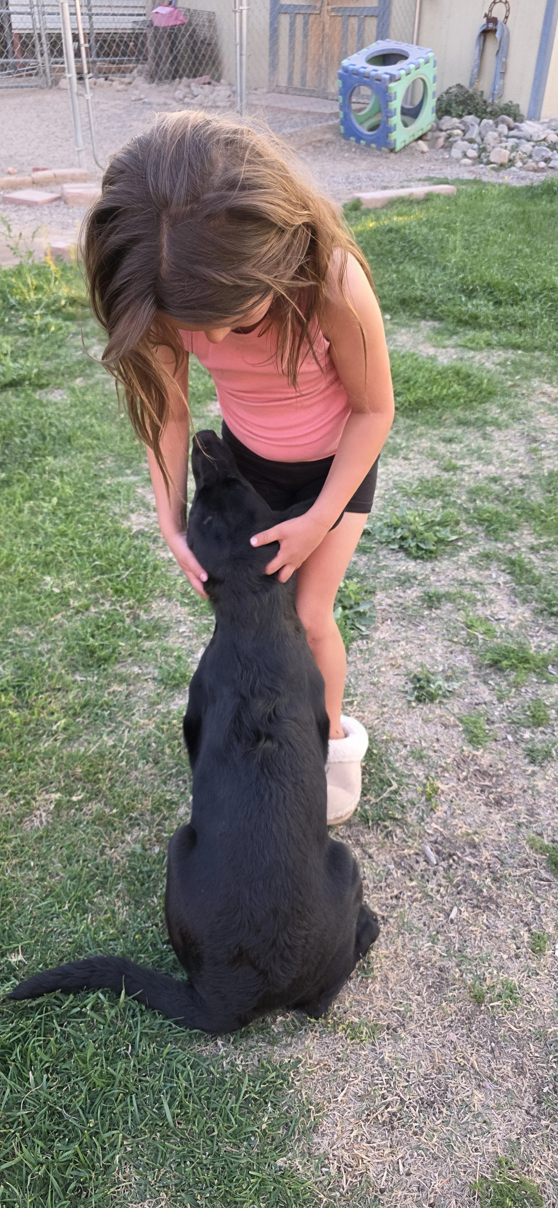 Oakley M Labrador