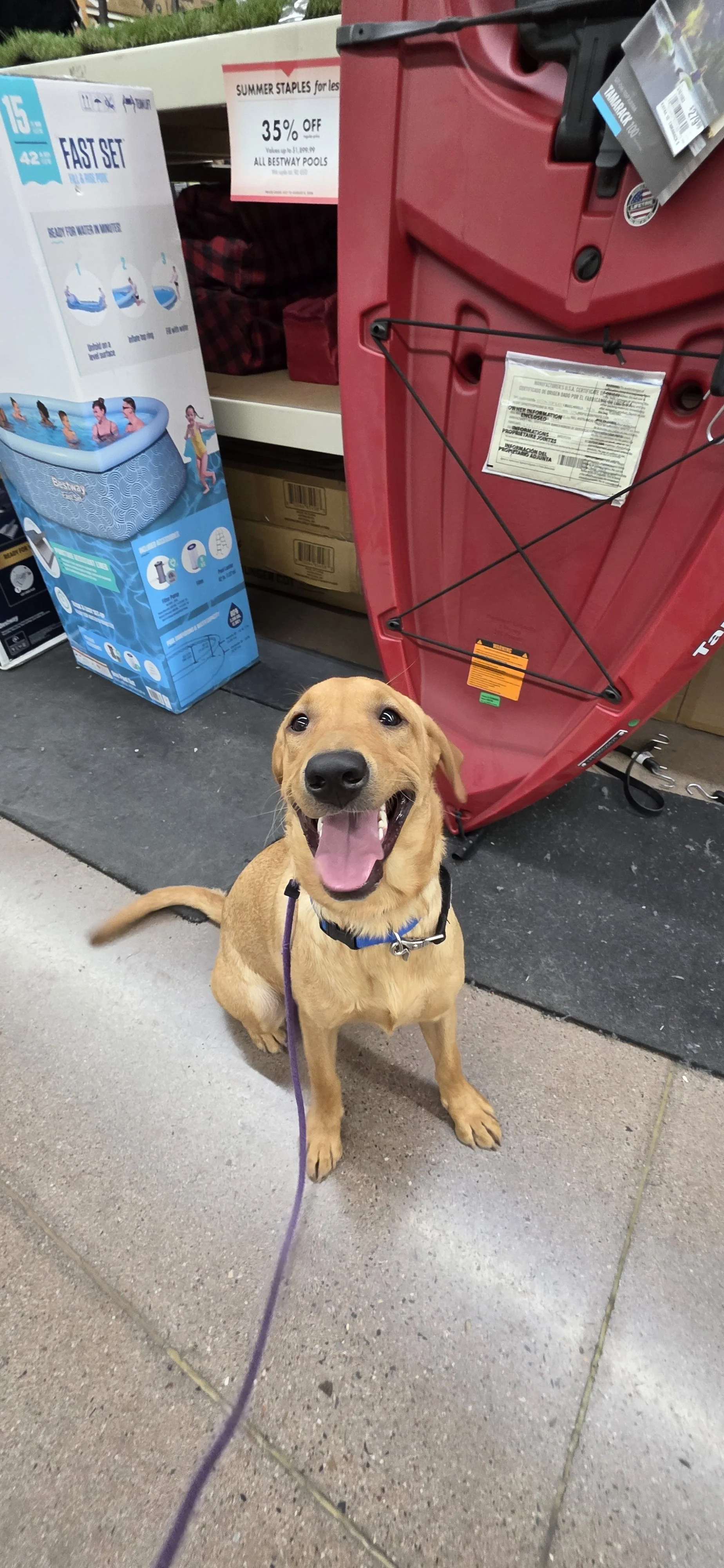 Ranger - M Labrador