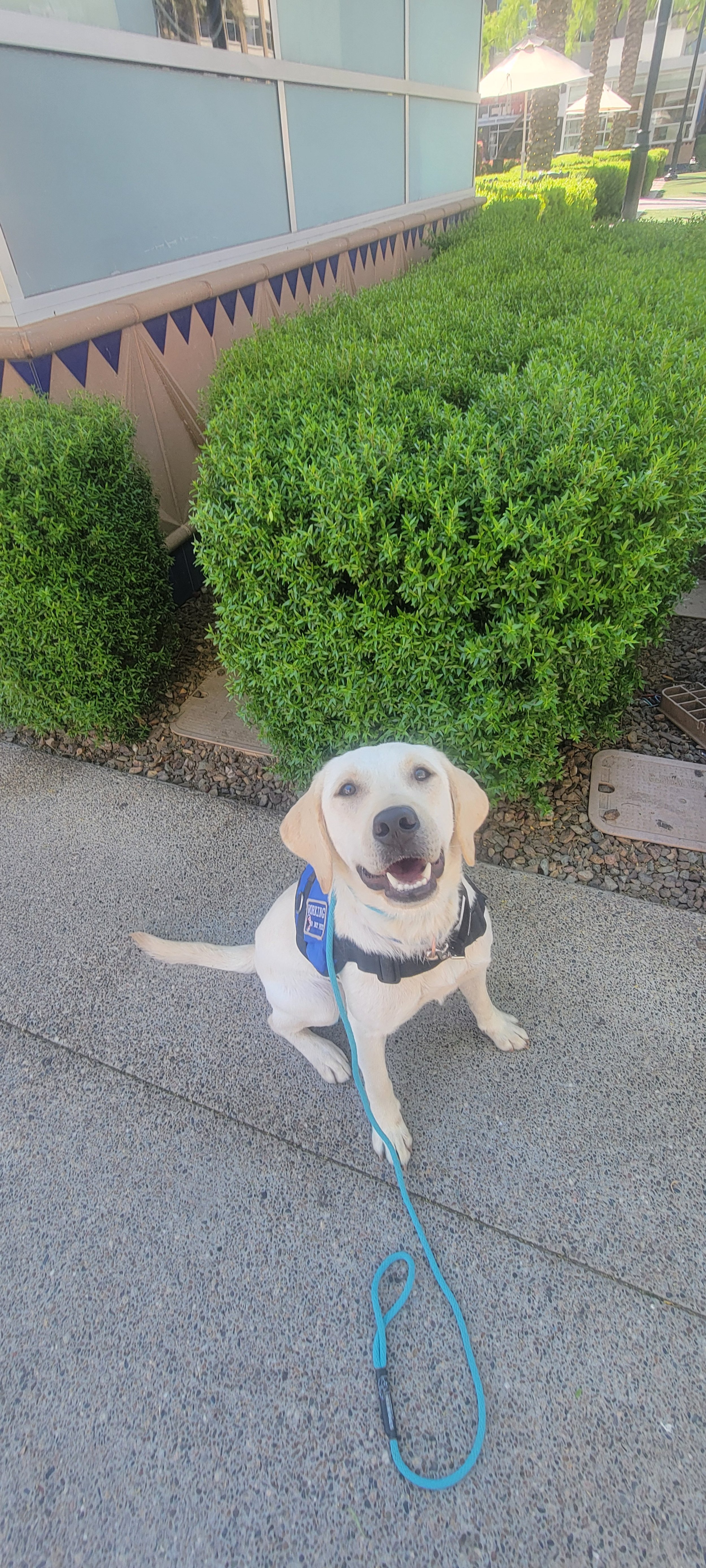 CJ - M Labrador