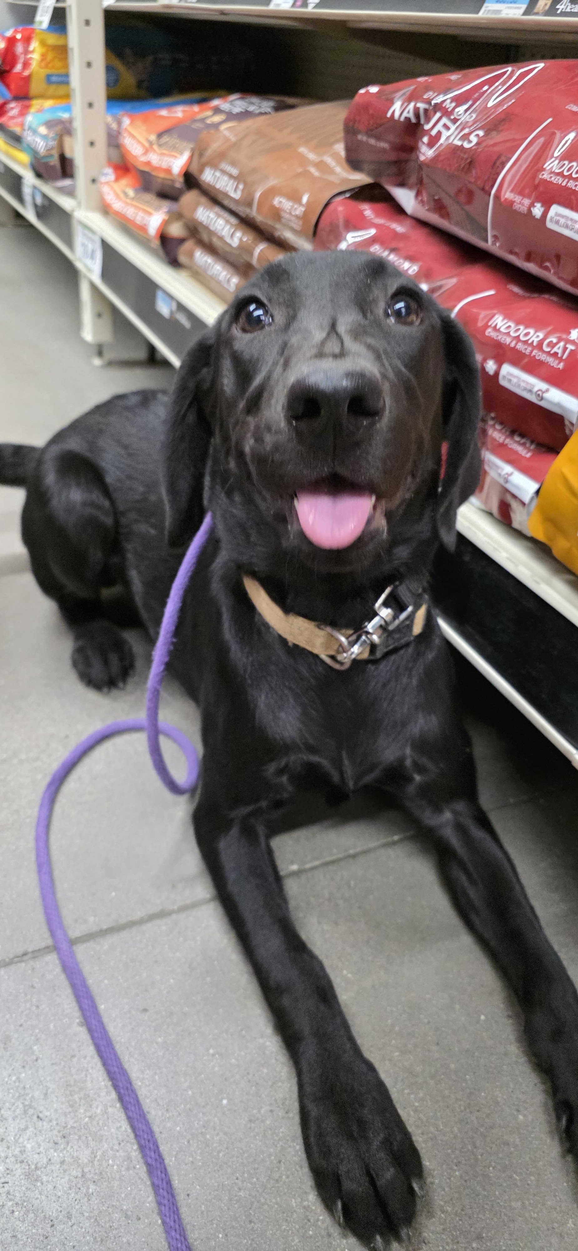 Suzie Q - Female Labrador