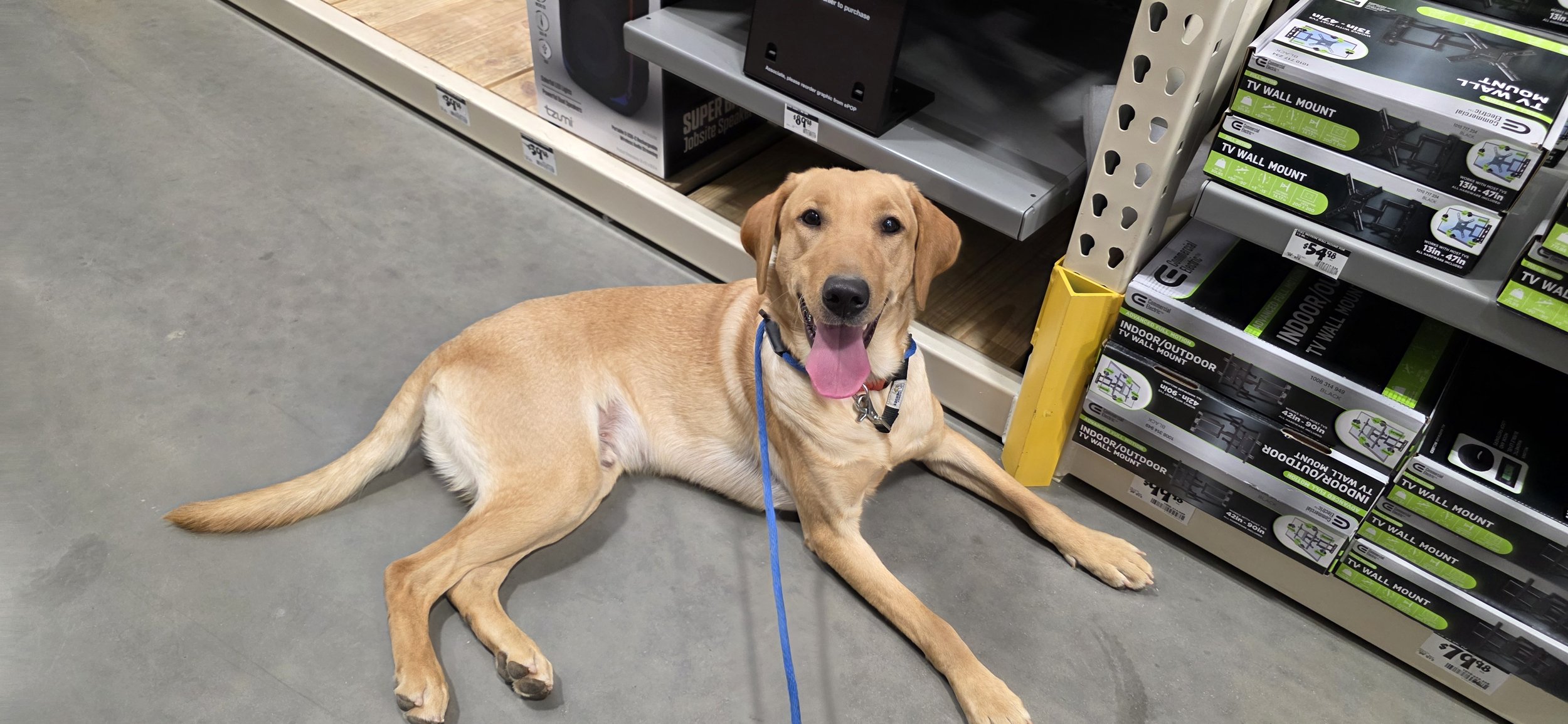 Buddy - Male Labrador