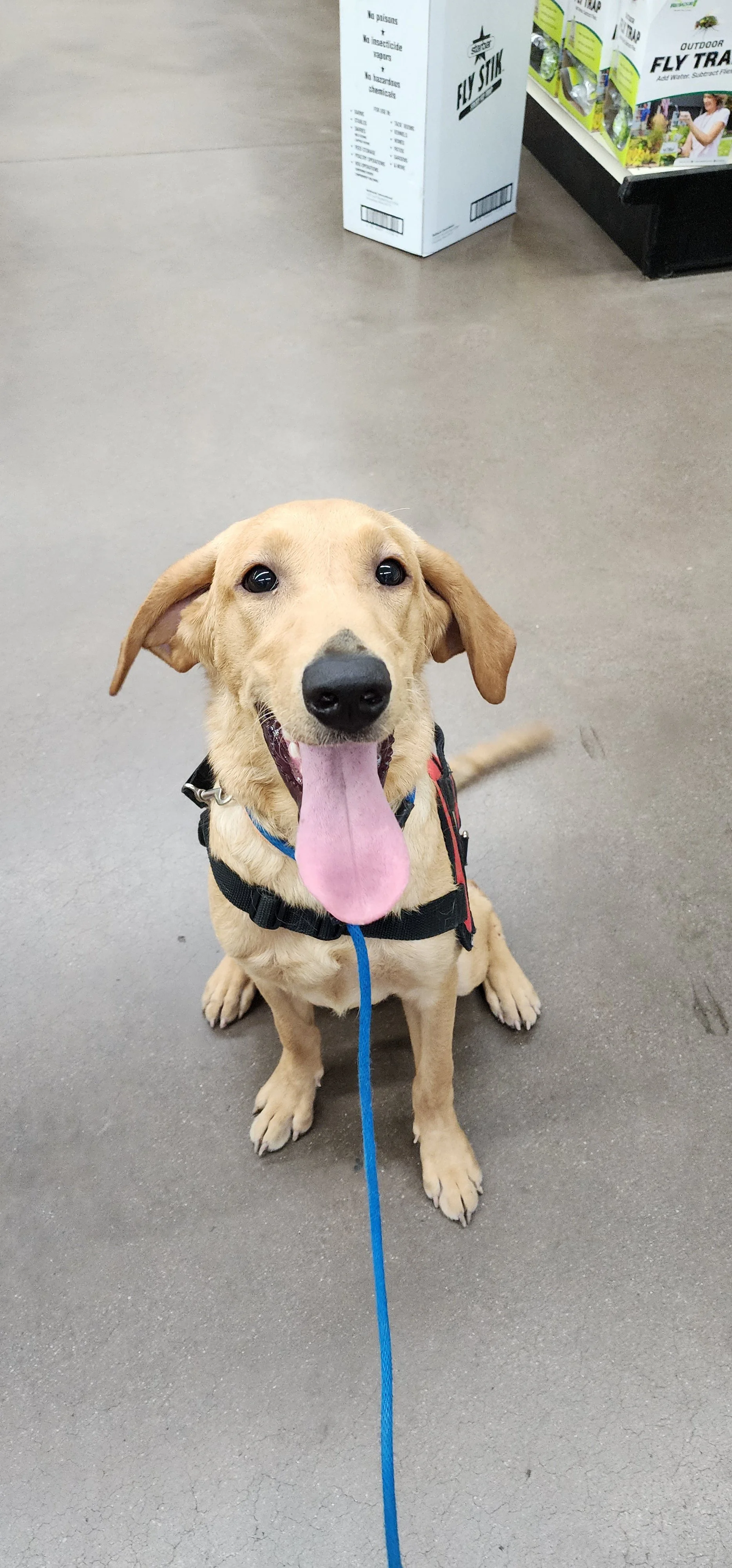 Joe-  Male Labrador