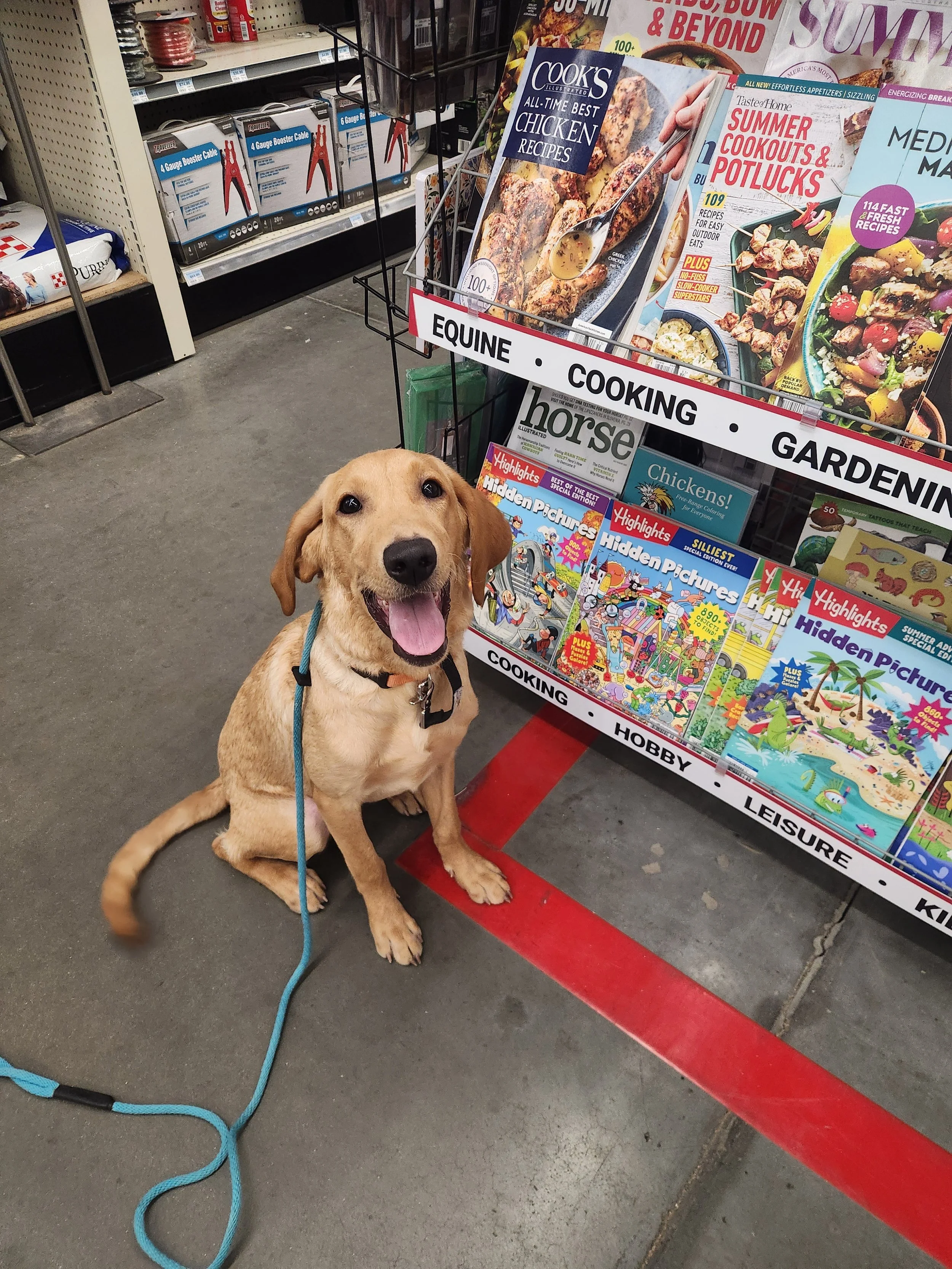 Joe- Male Labrador