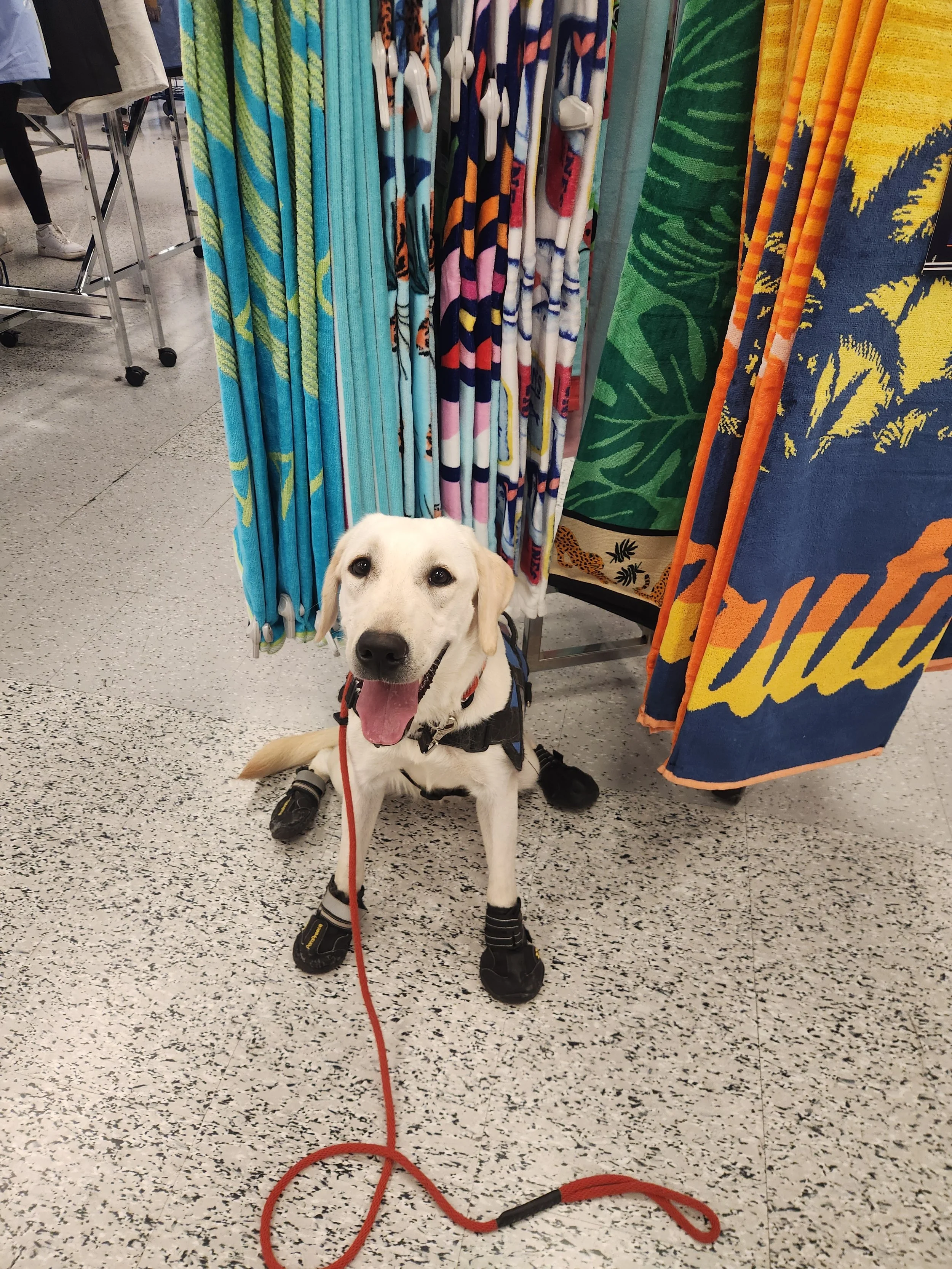 Lily - F Labrador