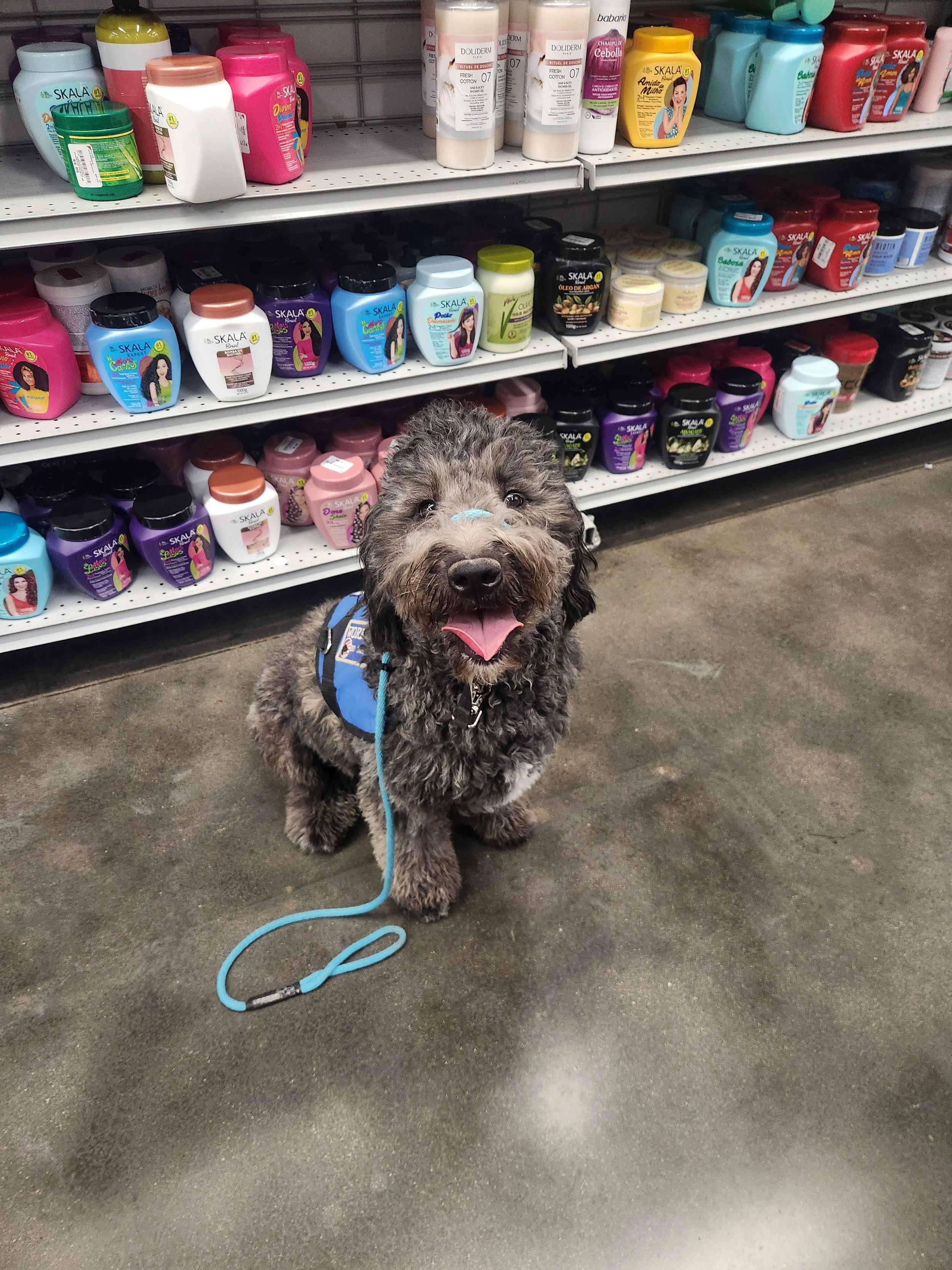 June F Goldendoodle 