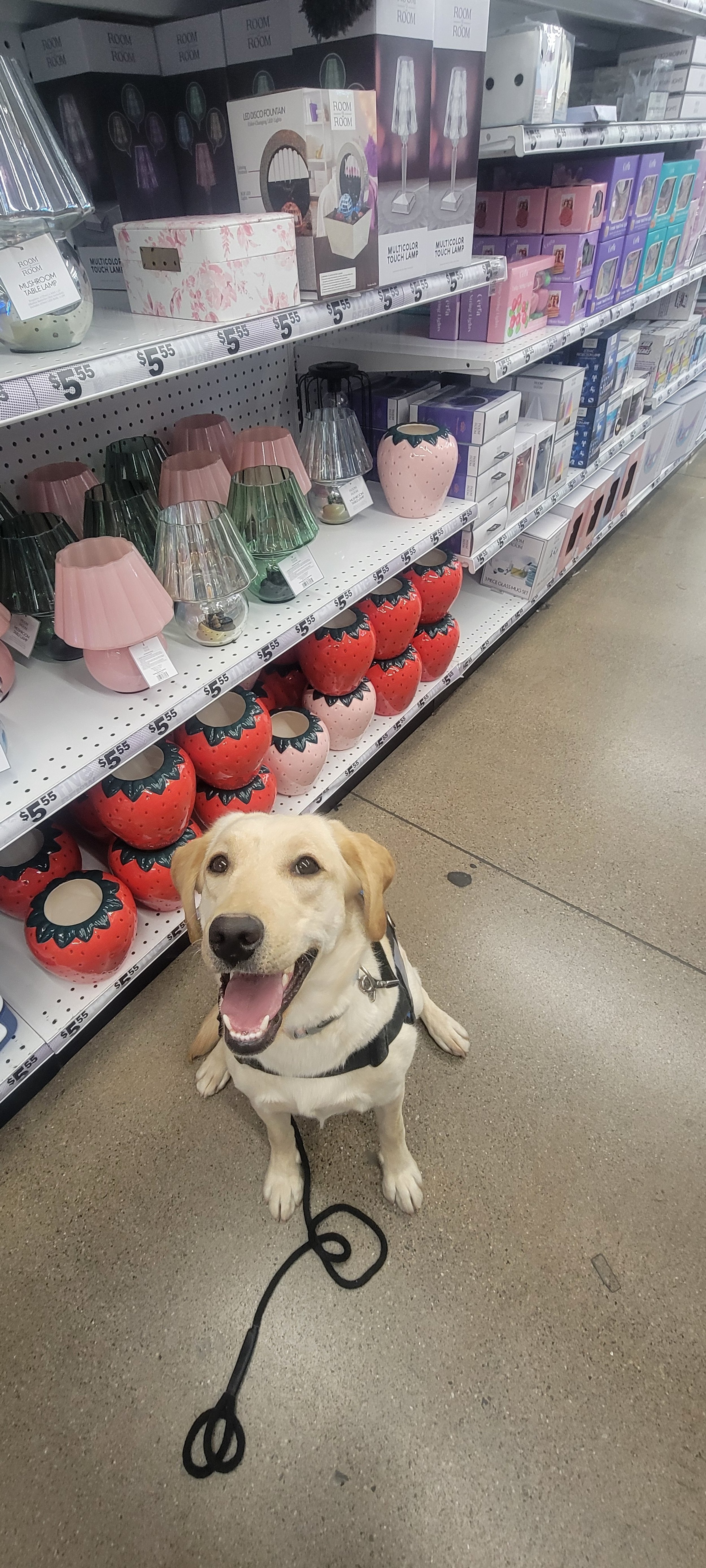 Emmy - F Labrador