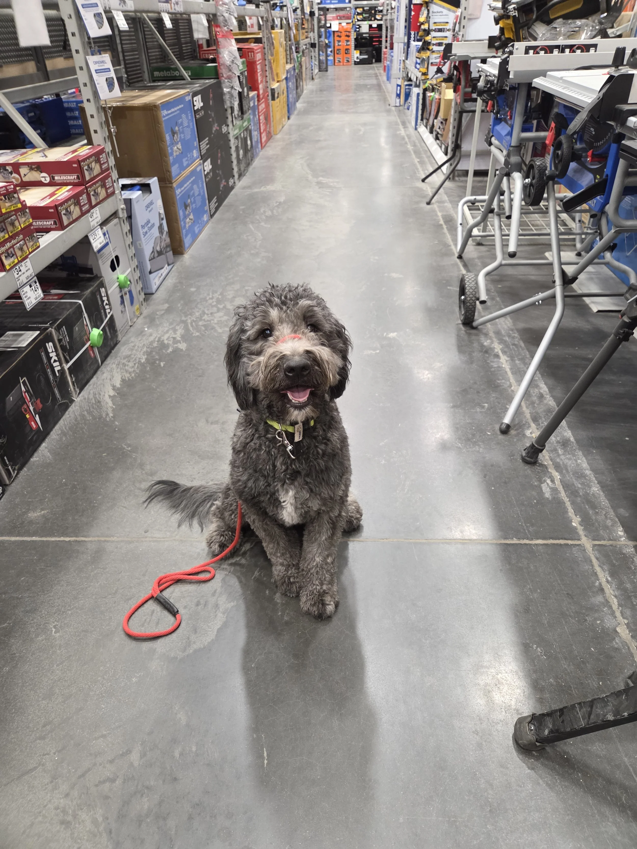 June F Goldendoodle 