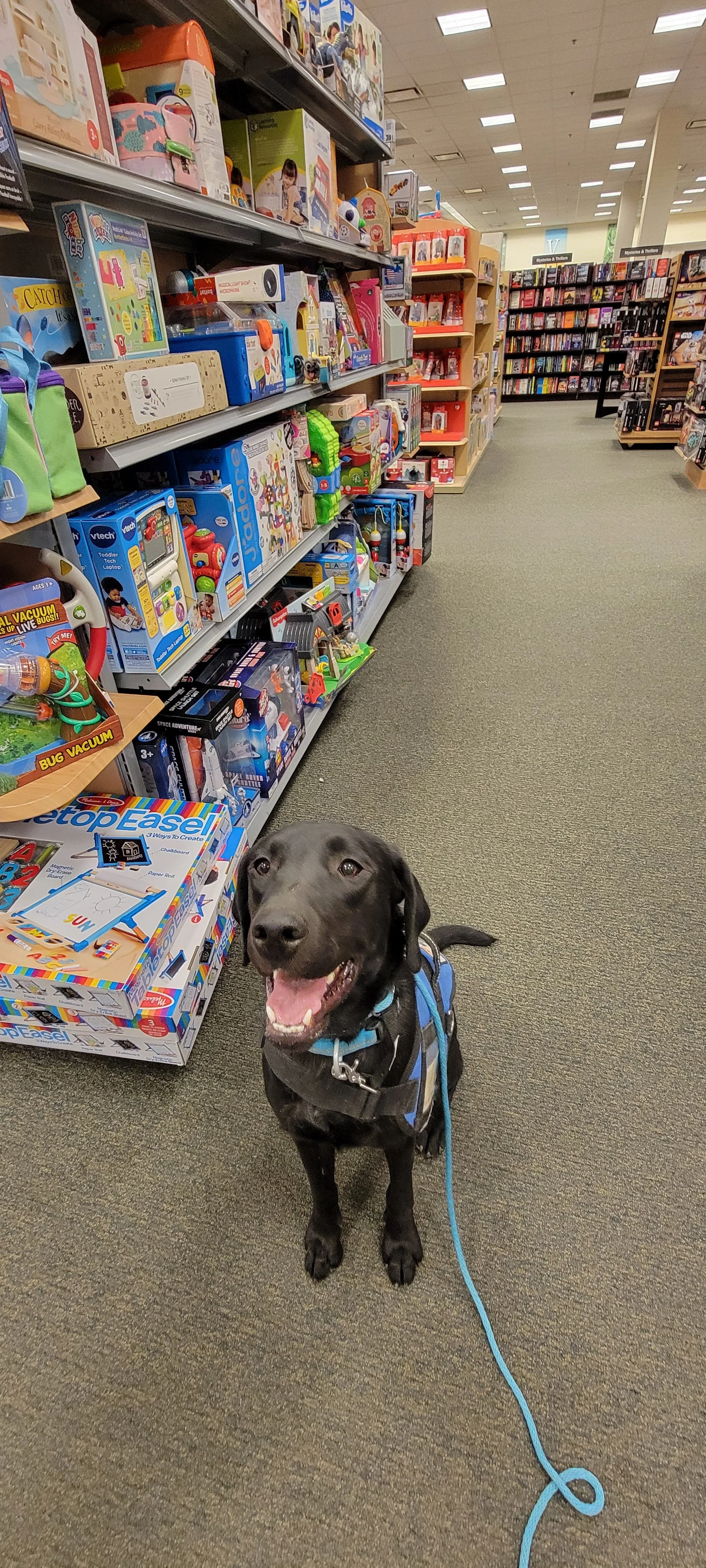 Ranger - Male Labrador