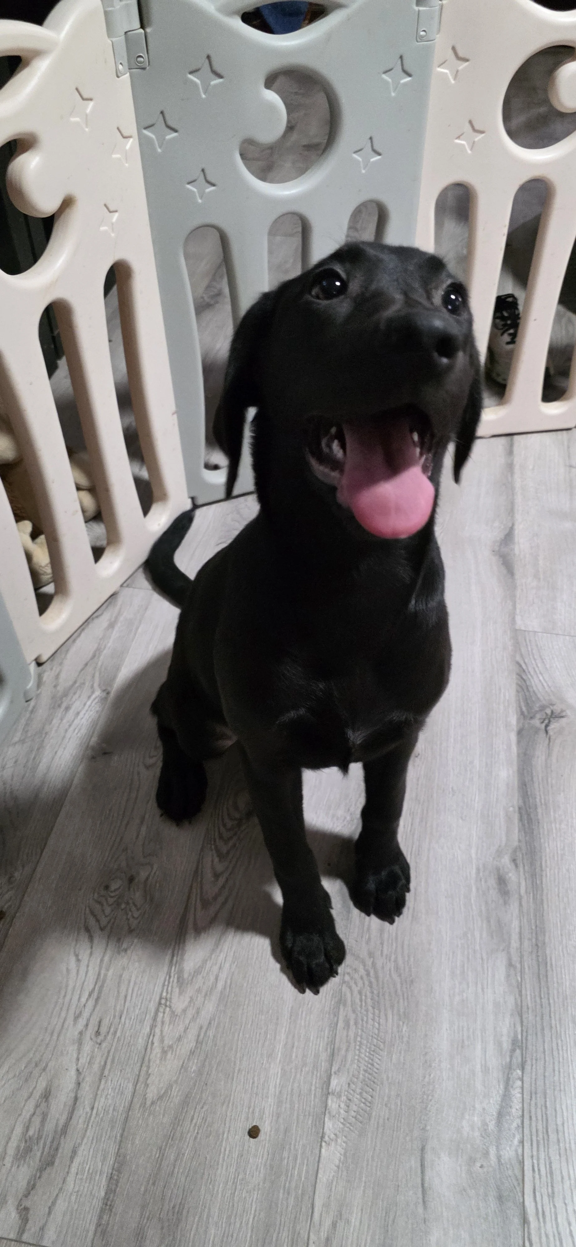 Suzie Q - Female Labrador