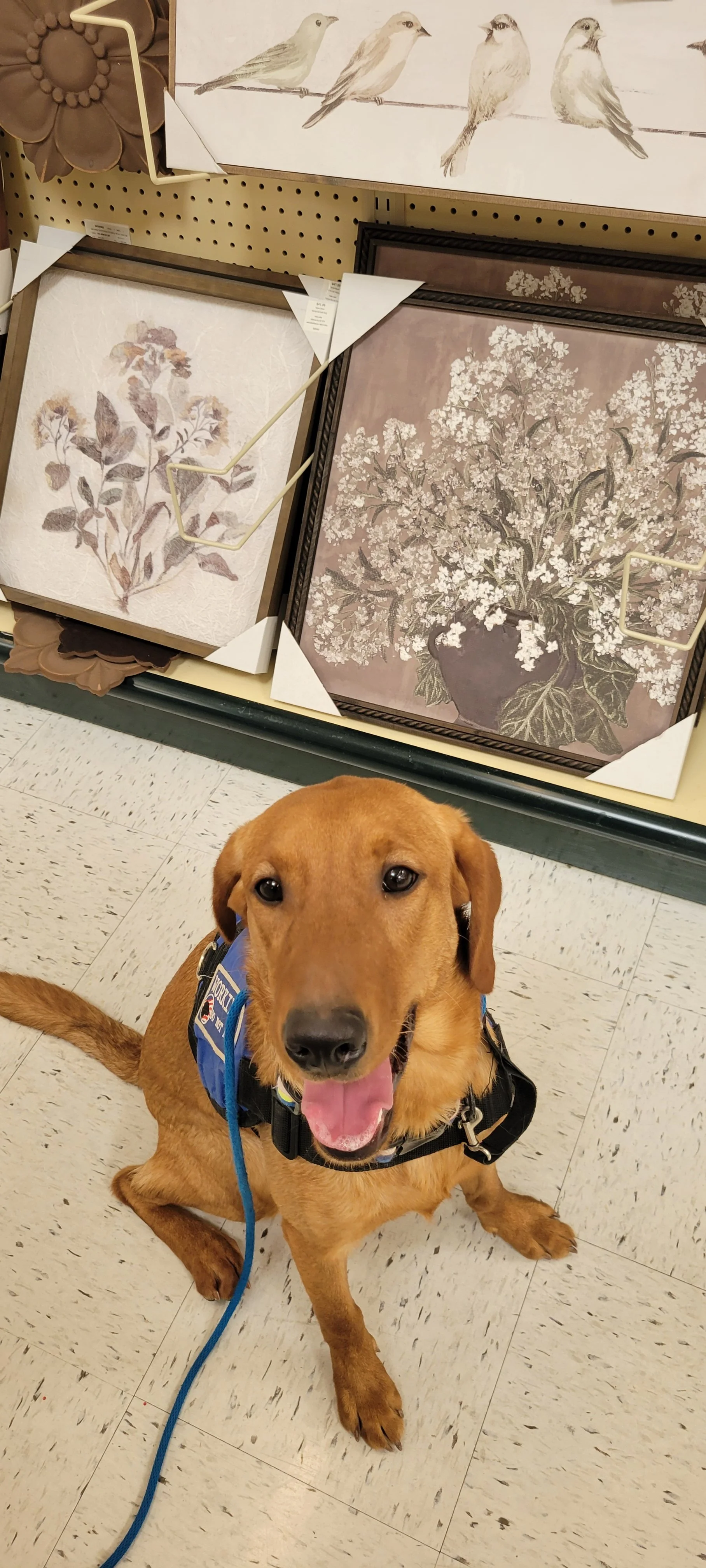 Ray - Male Labrador