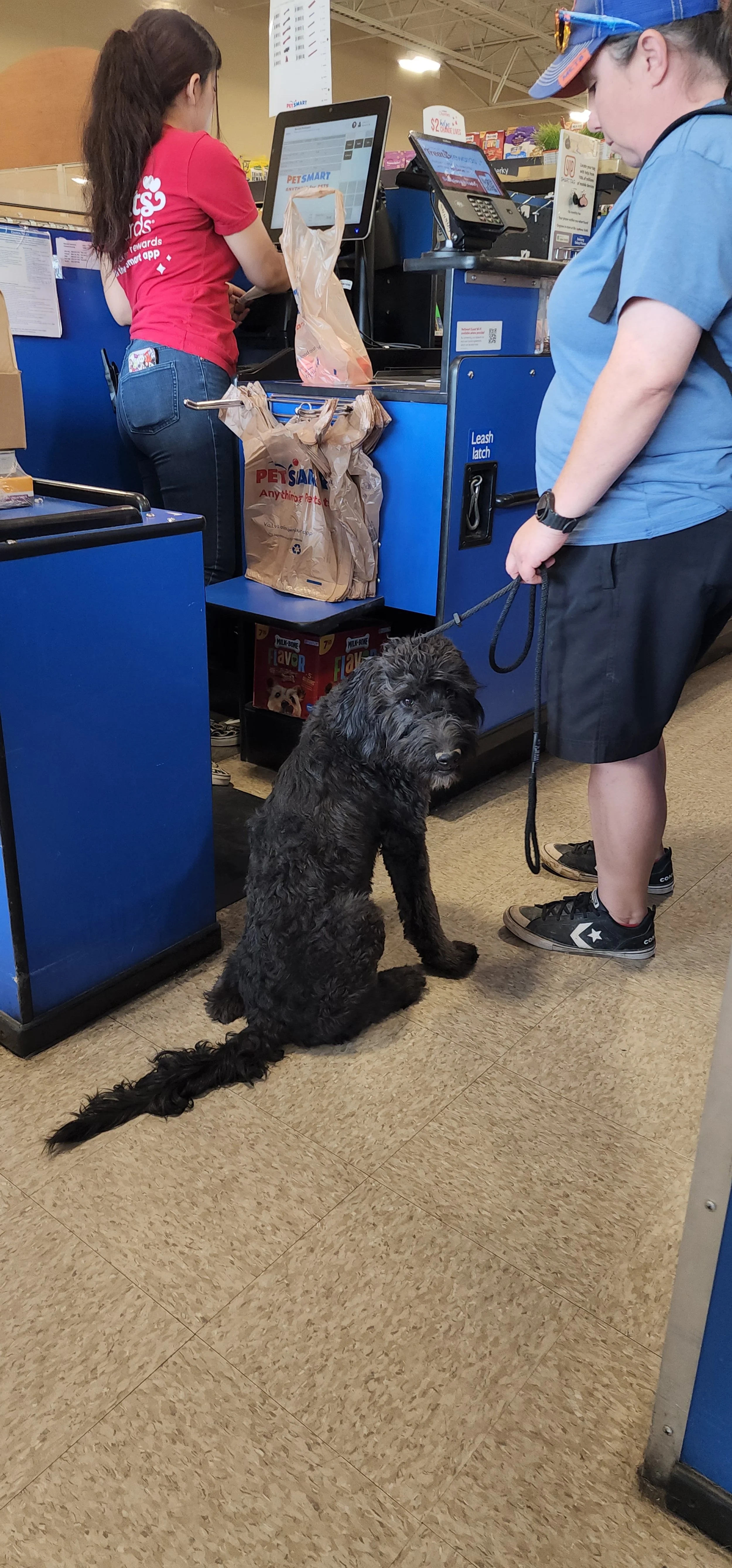 May - Female Goldendoodle