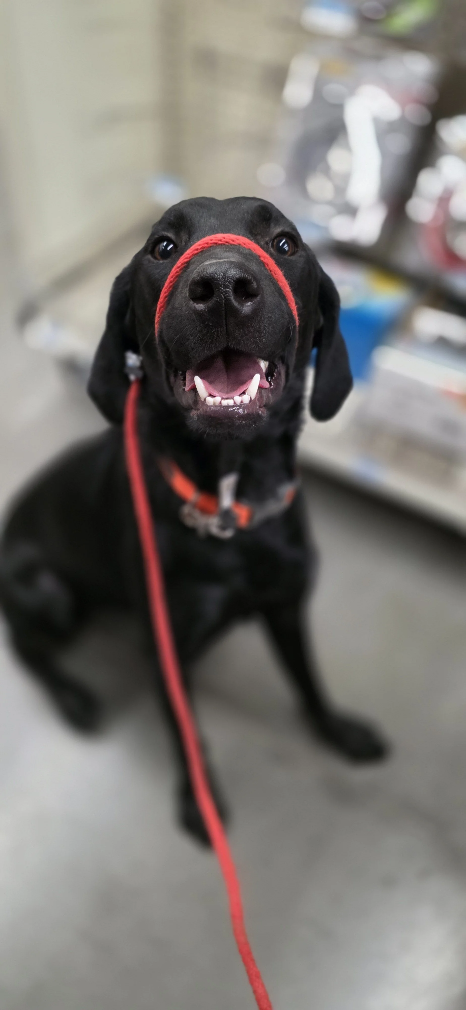 Bronx - M Labrador