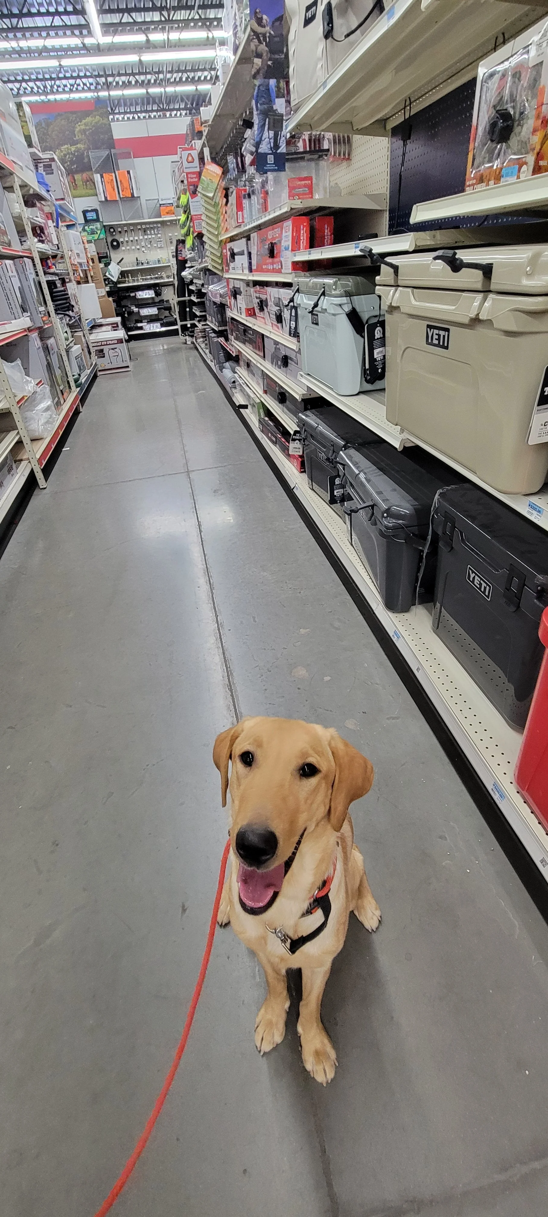 Buddy - Male Labrador
