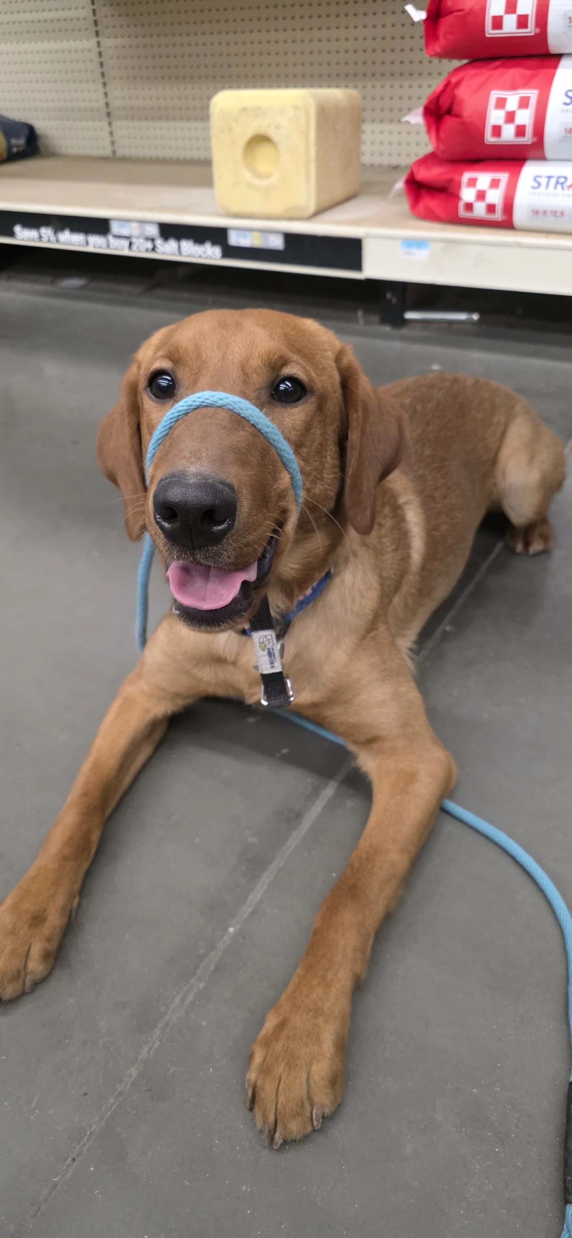 Ray - Male Labrador