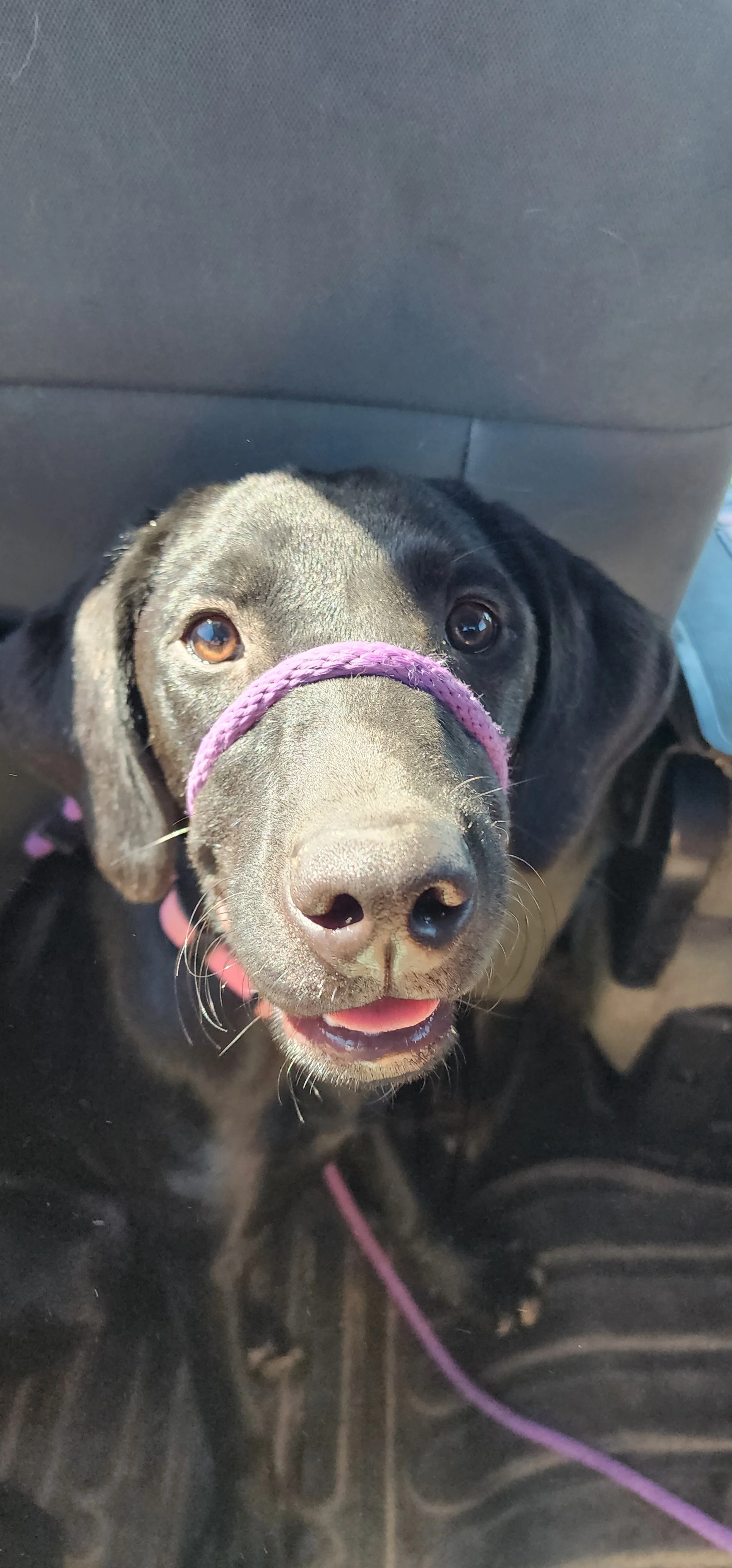 Brook - F Labrador