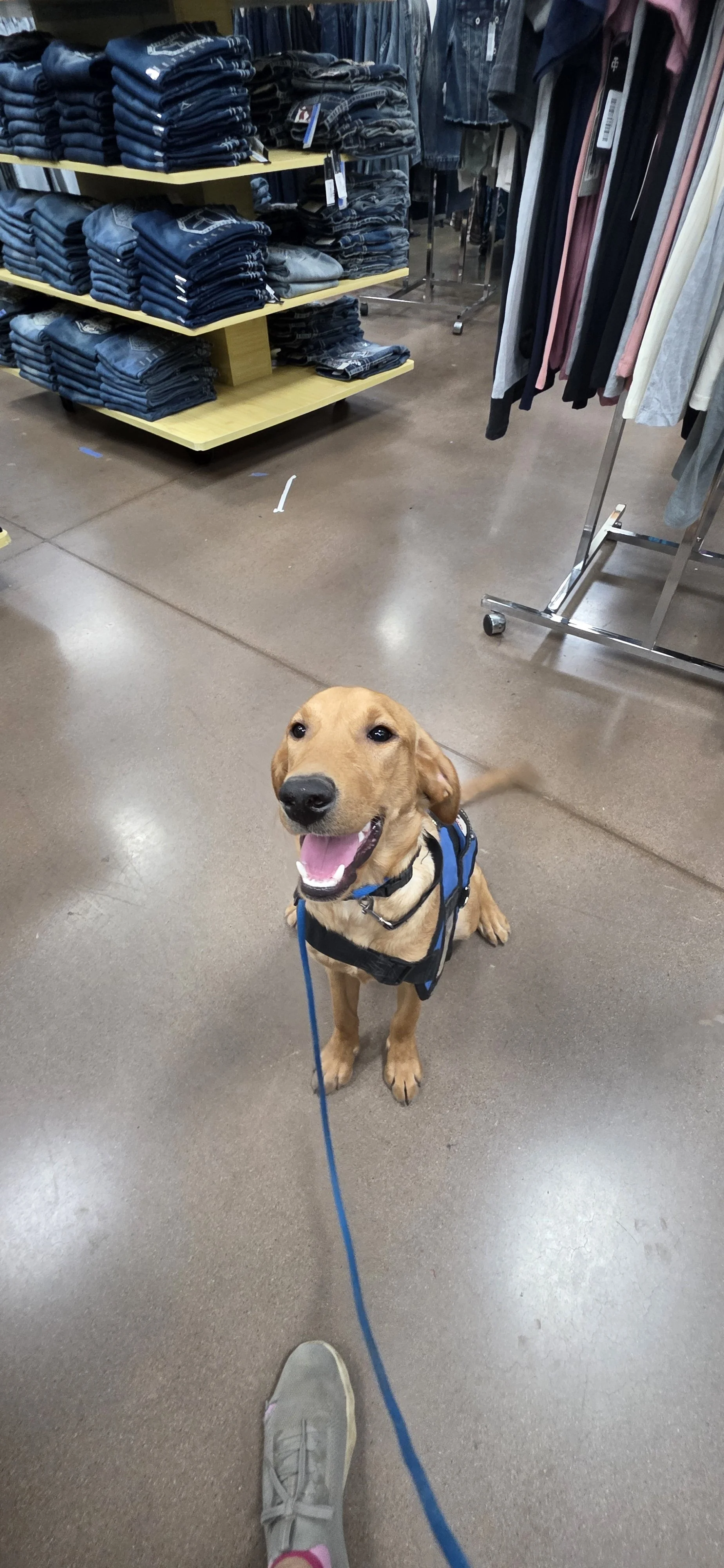 Ray - Male Labrador