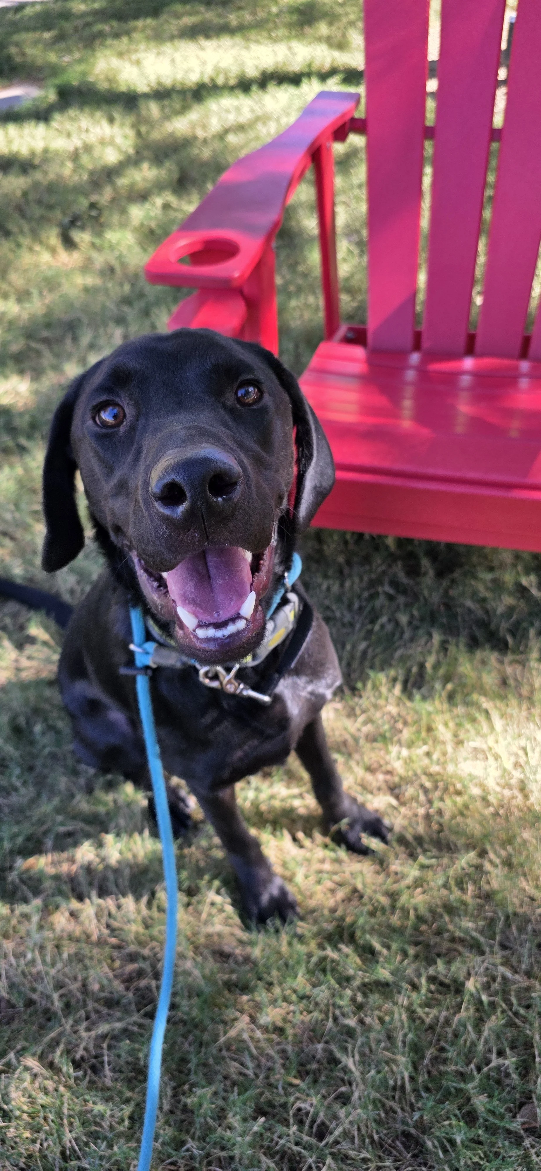 Radar - M Labrador
