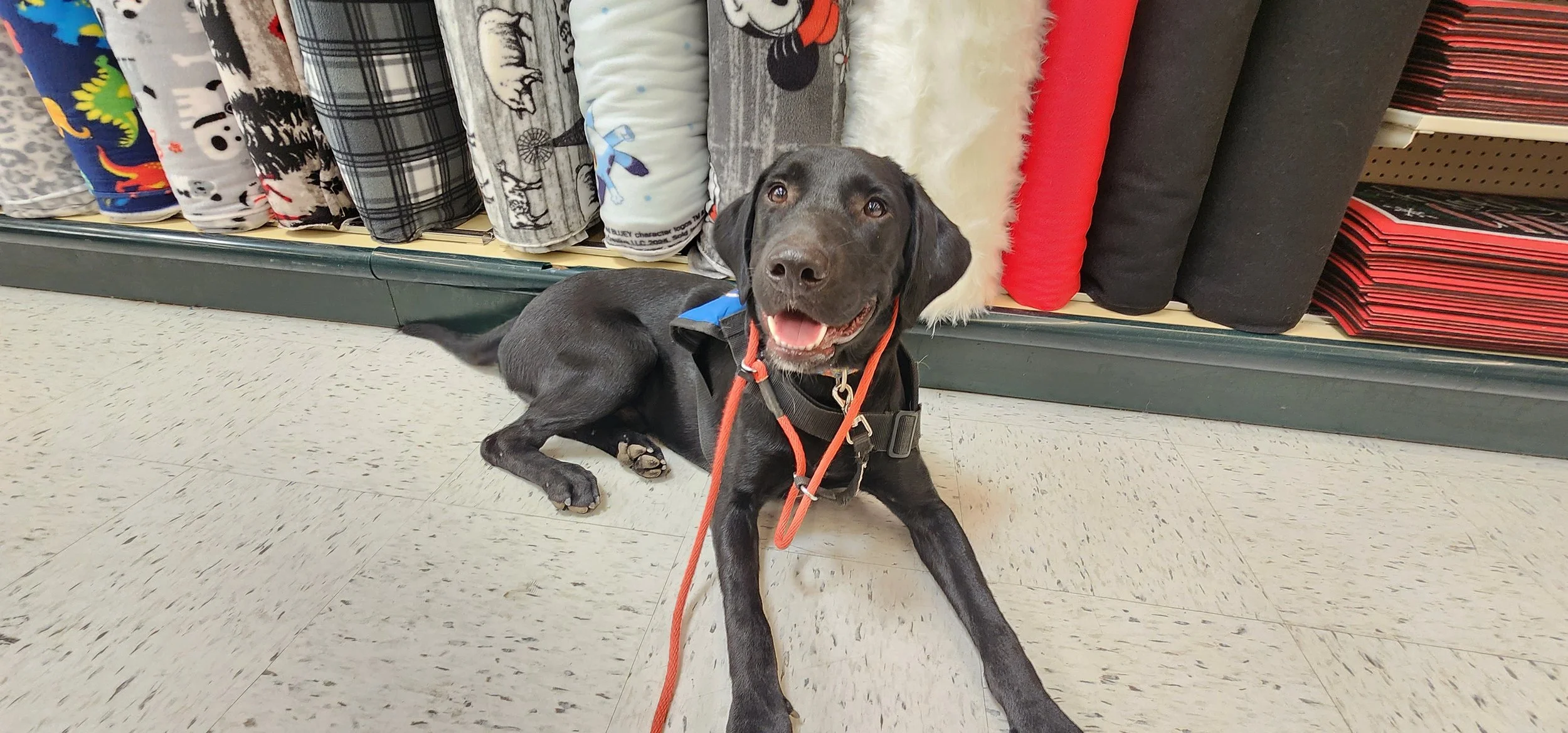 Austin - M Labrador