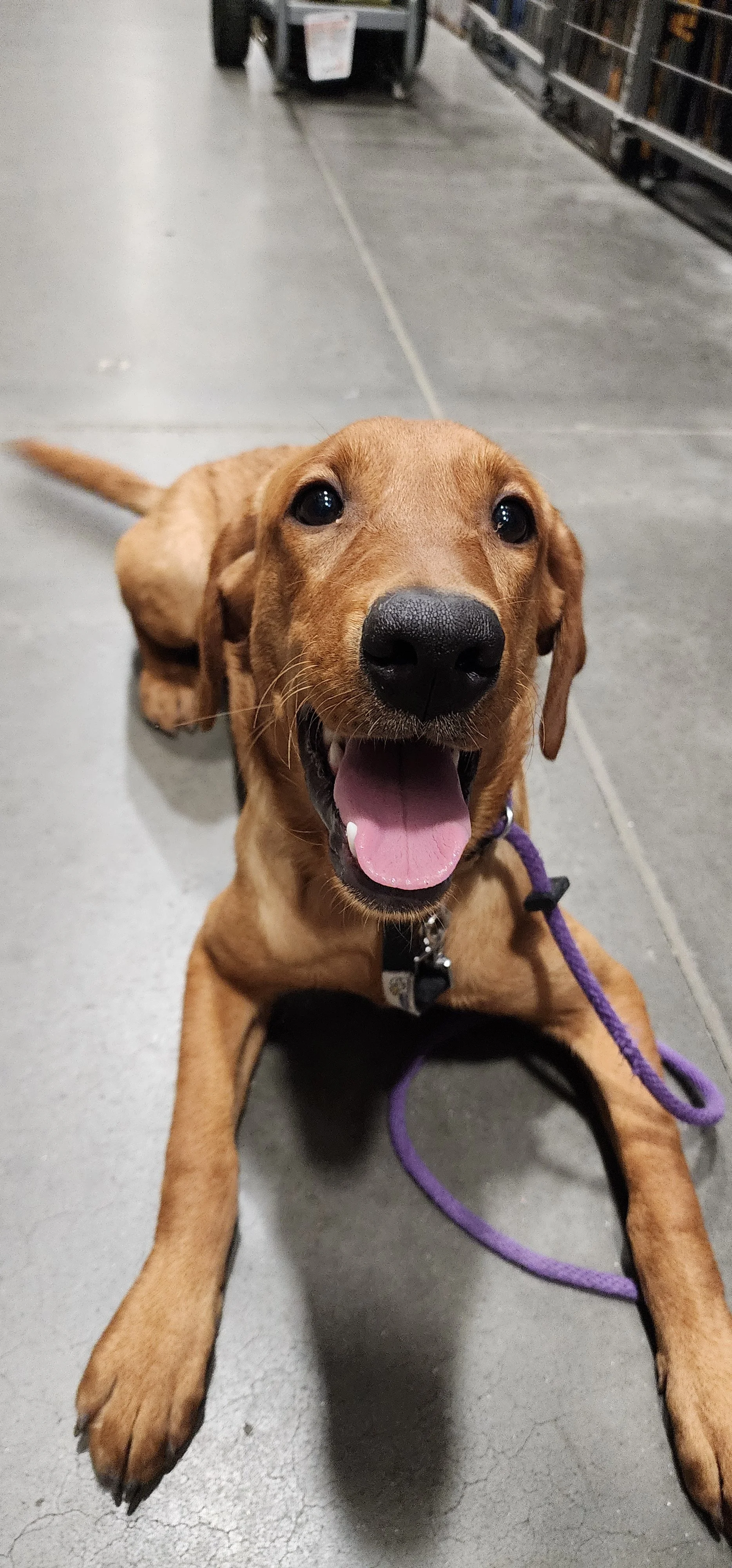 Ray - Male Labrador